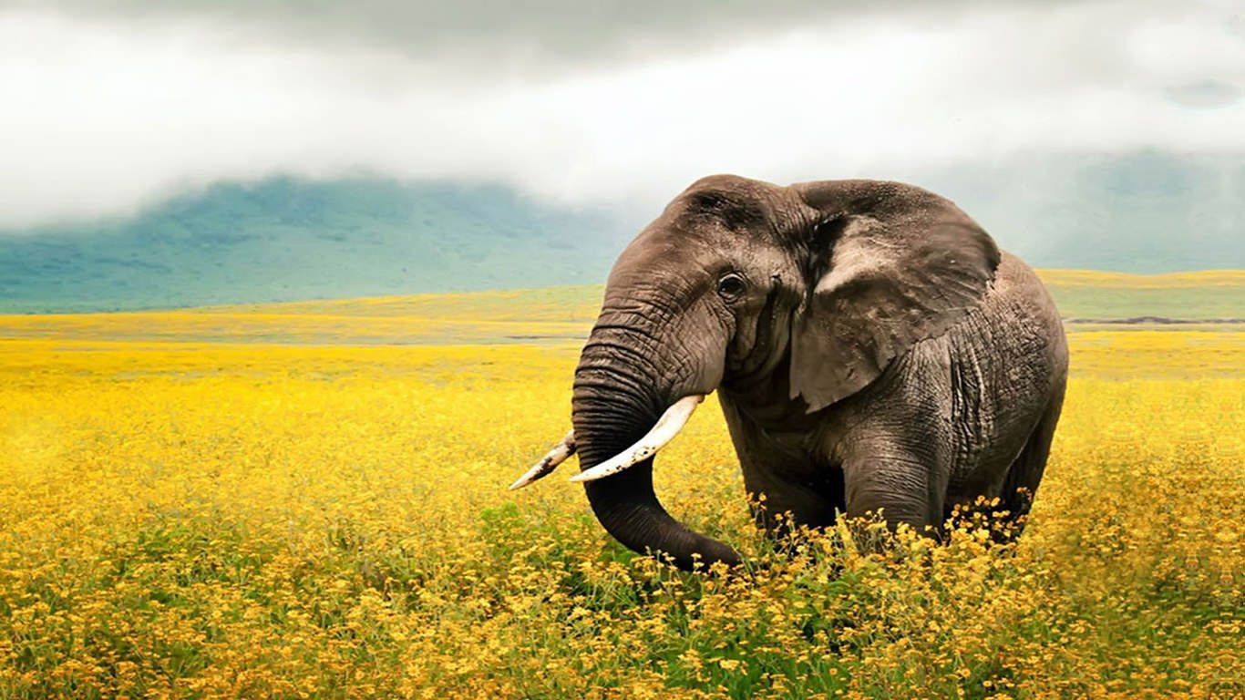Elephant HD 桌布 壁紙 — 一頭擁有象牙的雄偉大象在陰天之下走過一片充滿活力的黃色花田。