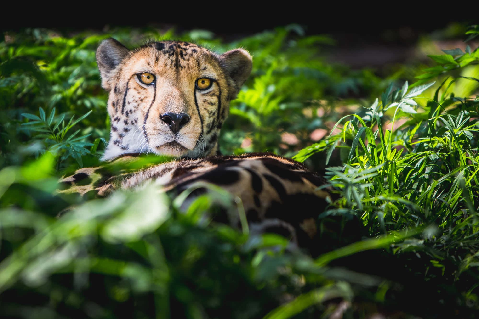 Wild Animals 桌布 壁紙 — 一頭擁有金色眼睛和斑點皮毛的豹，在斑駁的陽光下，從茂密的綠色樹葉中專注地凝視。