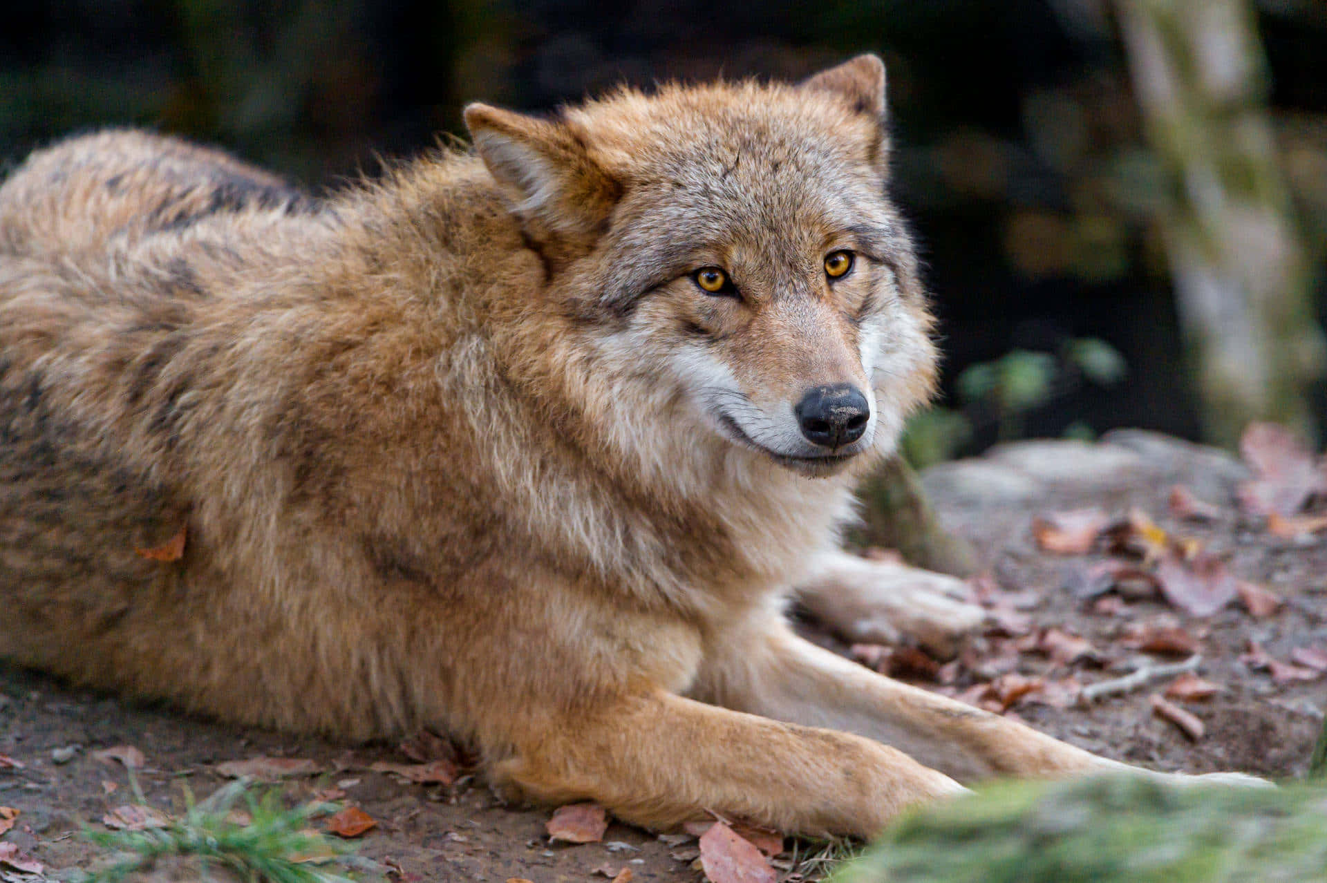 Wolf Aesthetic 桌布 壁紙 — 一頭擁有金色眼睛的雄偉狼隻警覺地躺在散落秋葉的森林地面上休息。