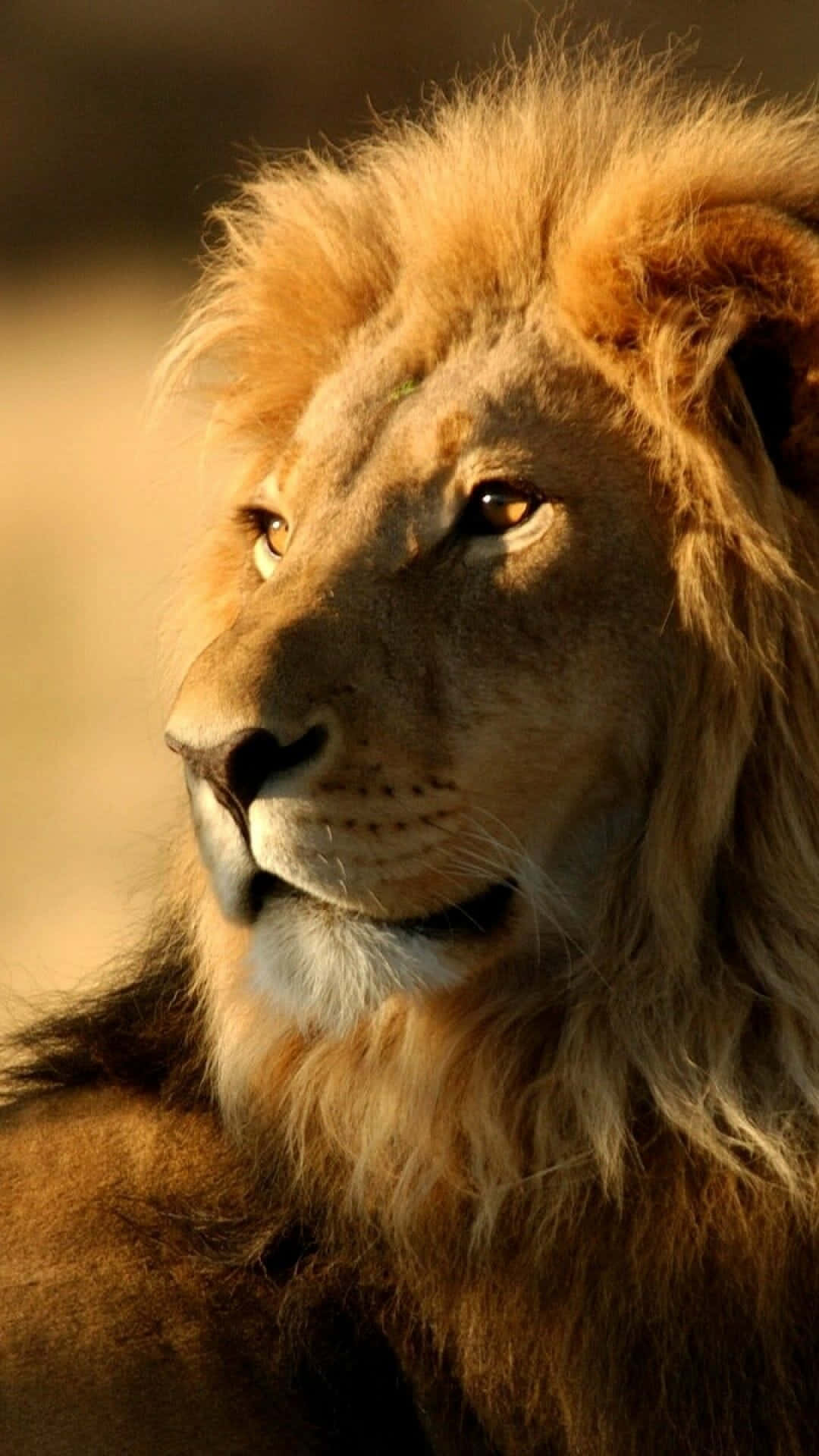 Roaring Lion 桌布 壁紙 — 一頭擁有金色鬃毛的雄偉雄獅，在柔和的金色光線中，以模糊的稀樹草原為背景，若有所思地凝視著。