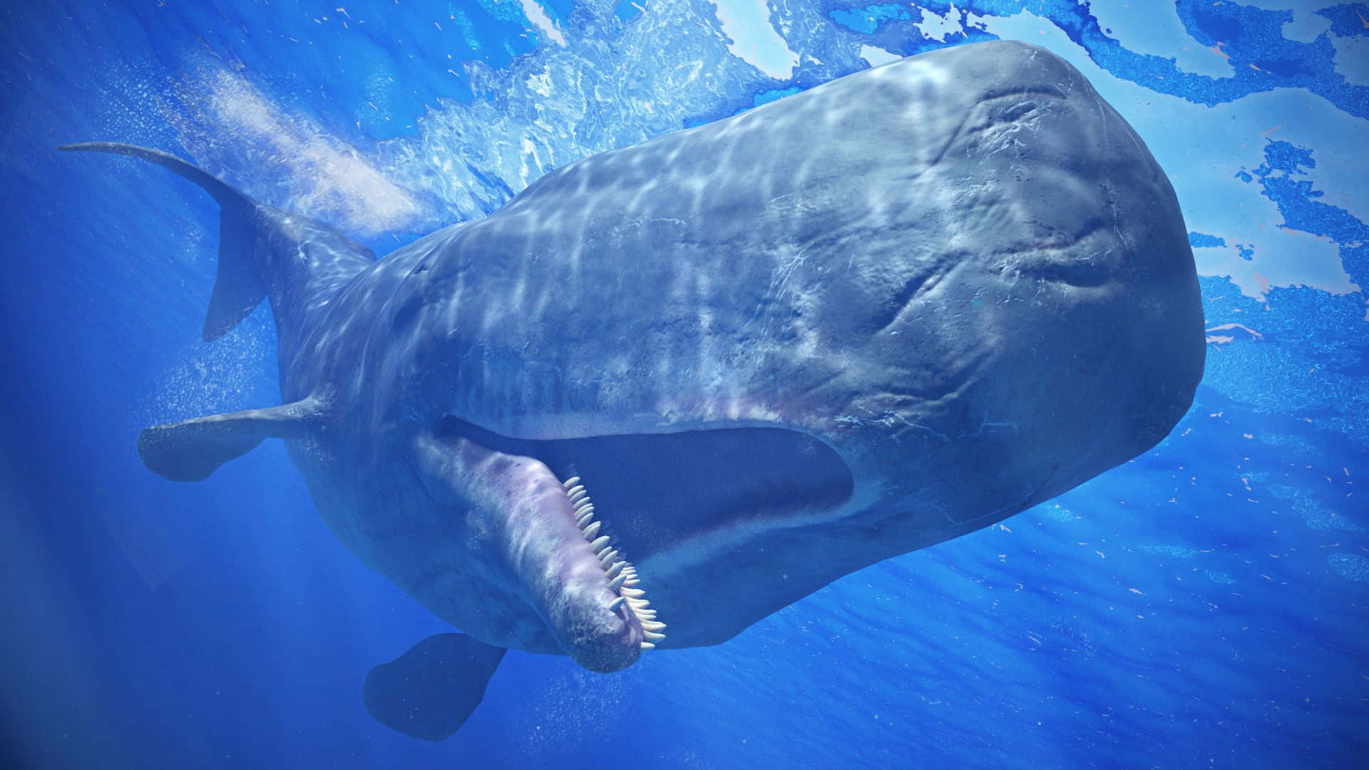 Sperm Whale 桌布 壁紙 — 一頭擁有鋒利牙齒的巨大史前鯨魚，在陽光普照的藍色海洋中優雅地游動。
