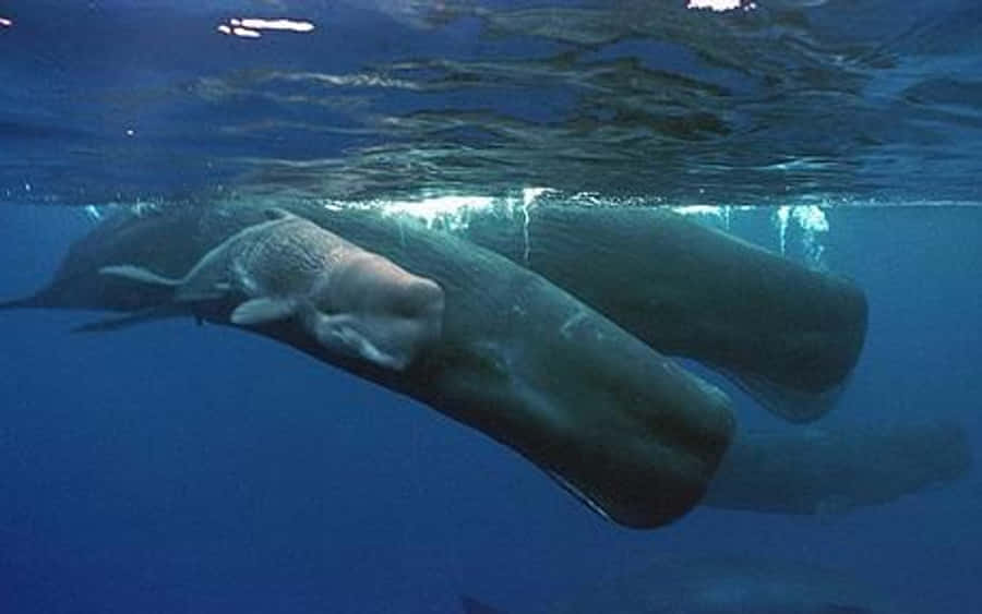 Sperm Whale 桌布 壁紙 — 一頭新生鯨魚寶寶在深藍色海洋中靠近水面與母親一起游泳。