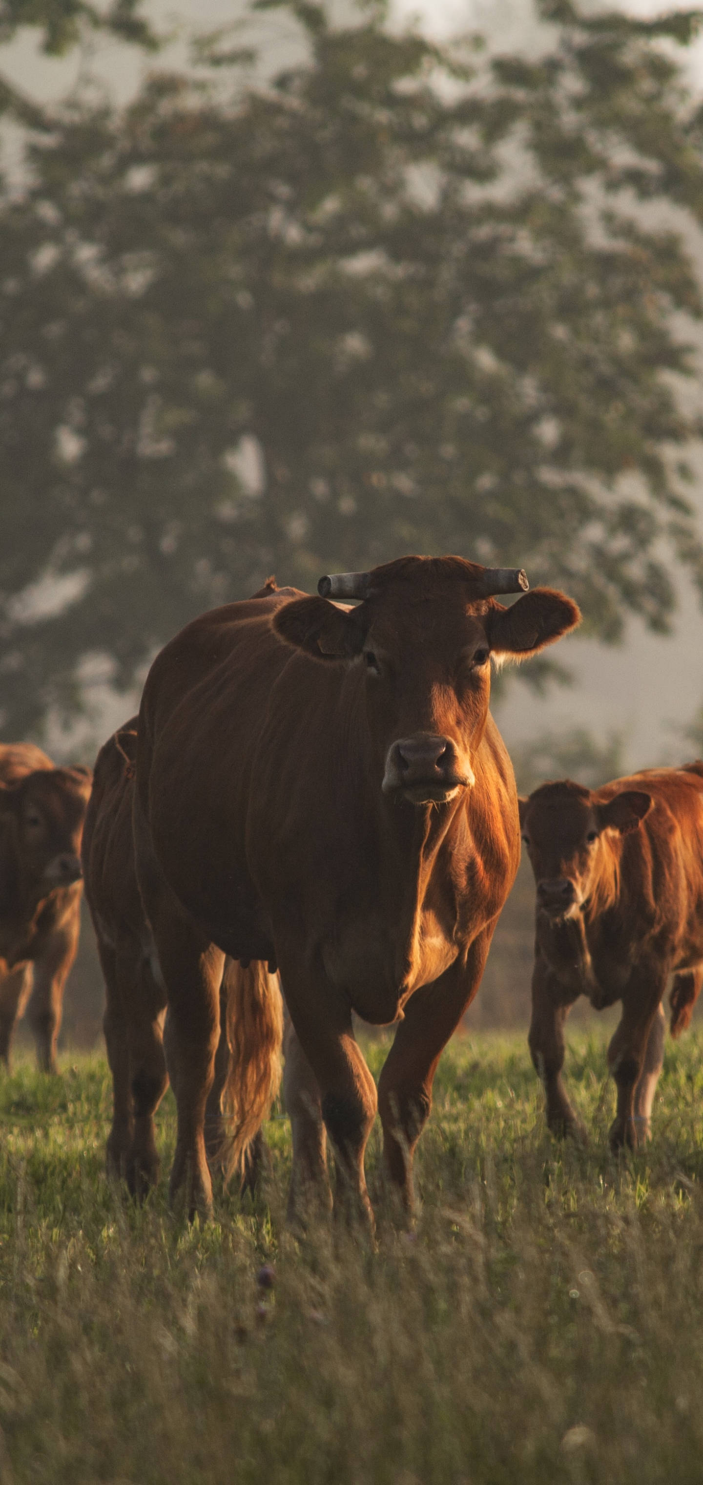farm animals 桌布 壁紙 — 一頭有角的棕色牛穿過陽光明媚的草地，背景有樹木朦朧，向鏡頭走來。