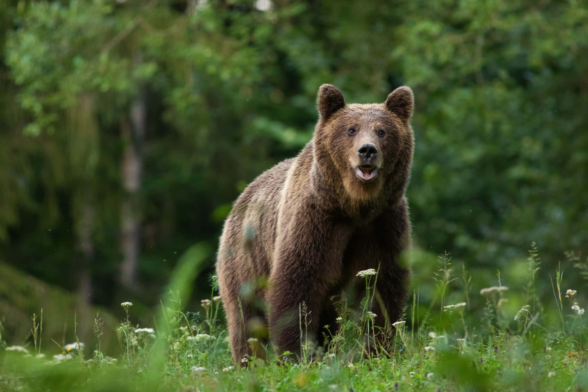 Brown Bears 桌布 壁紙 — 一頭棕熊在陽光明媚、點綴著野花的草地上警覺地站著，周圍是茂密的綠色森林。