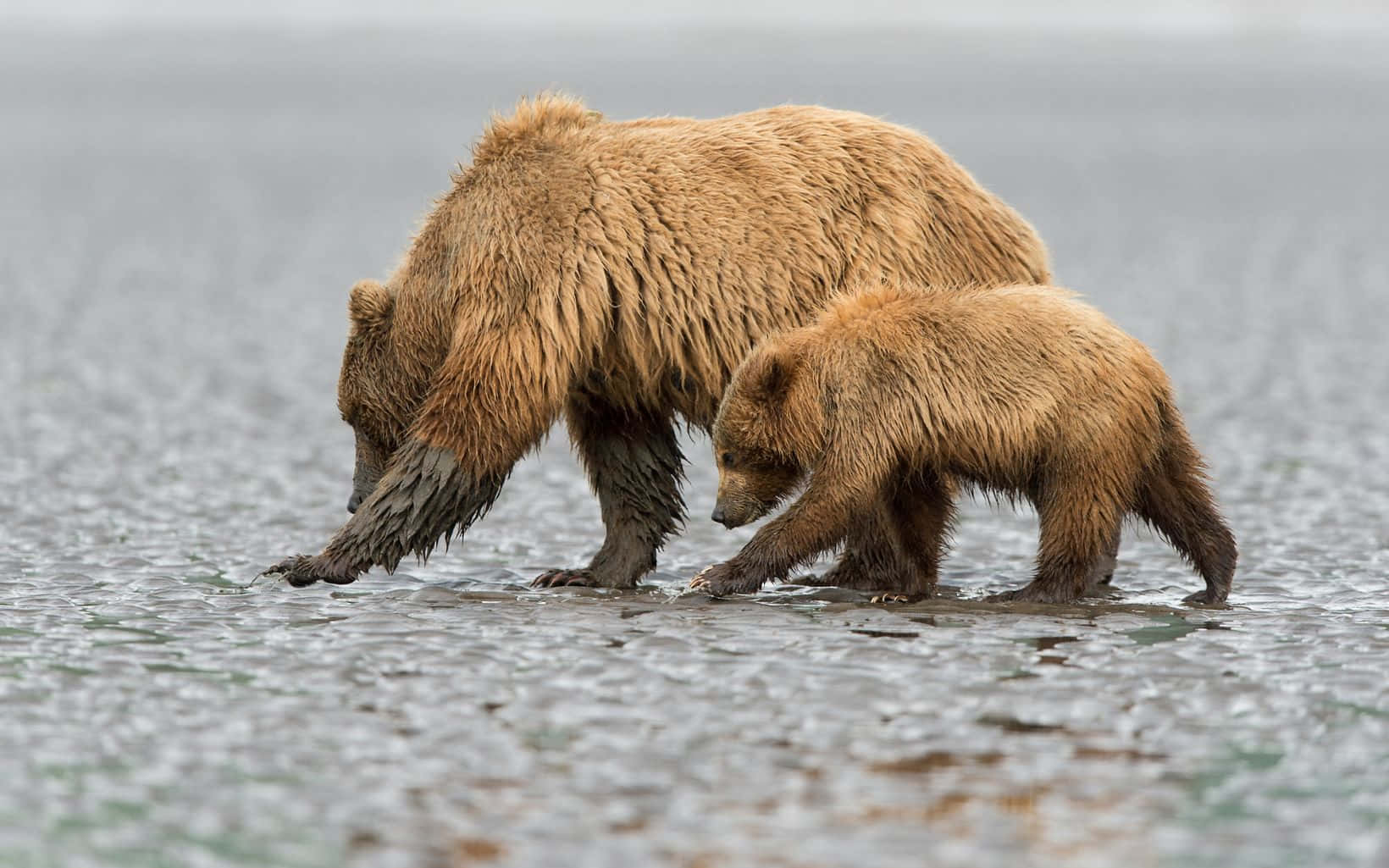 Brown Bears 桌布 壁紙 — 一頭棕熊媽媽和她的幼崽在霧氣瀰漫的荒野中涉水淺灘覓食魚類。
