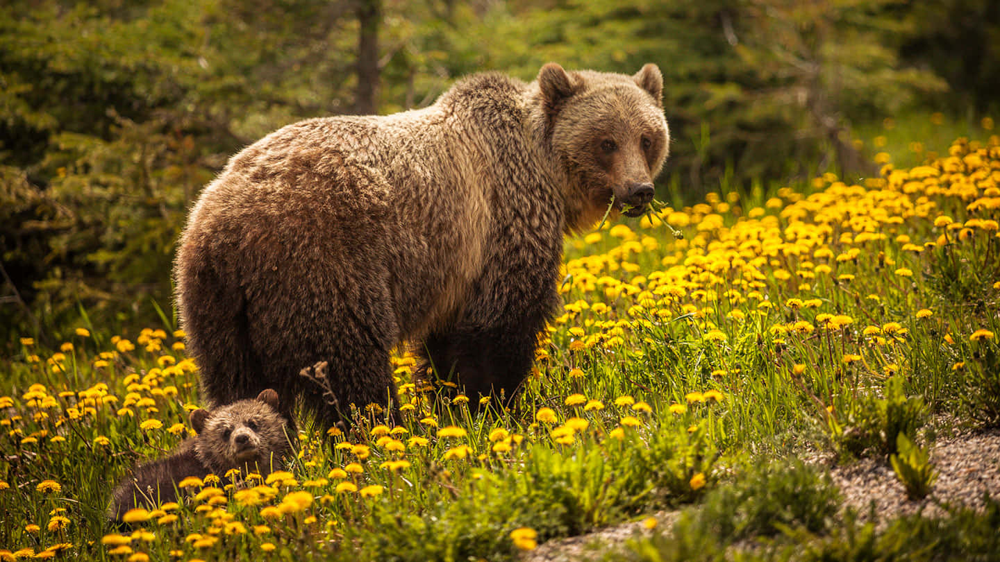 Brown Bears 桌布 壁紙 — 一頭棕熊媽媽和她的幼崽站在陽光普照的森林空地上，周圍是充滿活力的黃色蒲公英花田。
