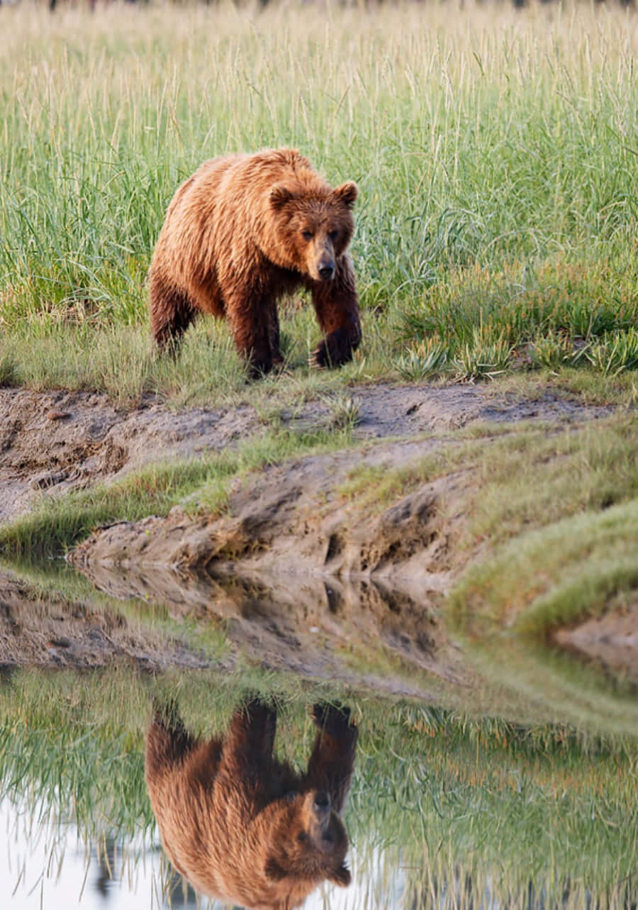 Brown Bear 桌布 壁紙 — 一頭棕熊站在高草叢中的水邊，平靜的水面清晰地倒映出它的身影。