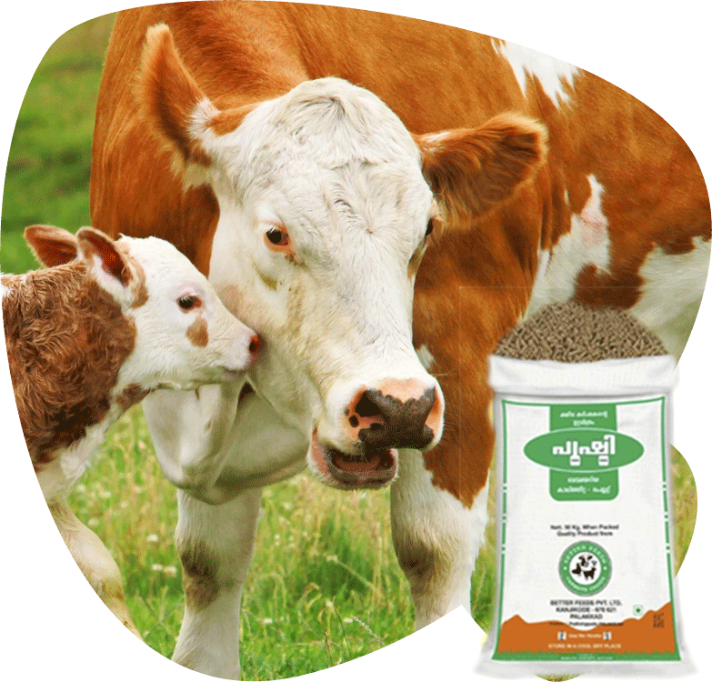 Cattle 桌布 壁紙 — 一頭棕白相間的牛在草地上用鼻子蹭著牠的小牛，旁邊有一袋牛飼料。
