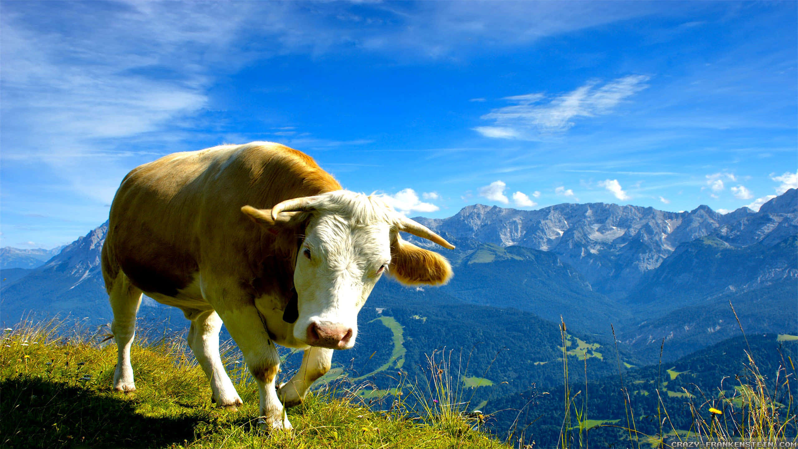 Brown Swiss Cow 桌布 壁紙 — 一頭棕白相間的牛站在陽光照耀的草地上，俯瞰著廣闊的山谷，天空湛藍明亮。