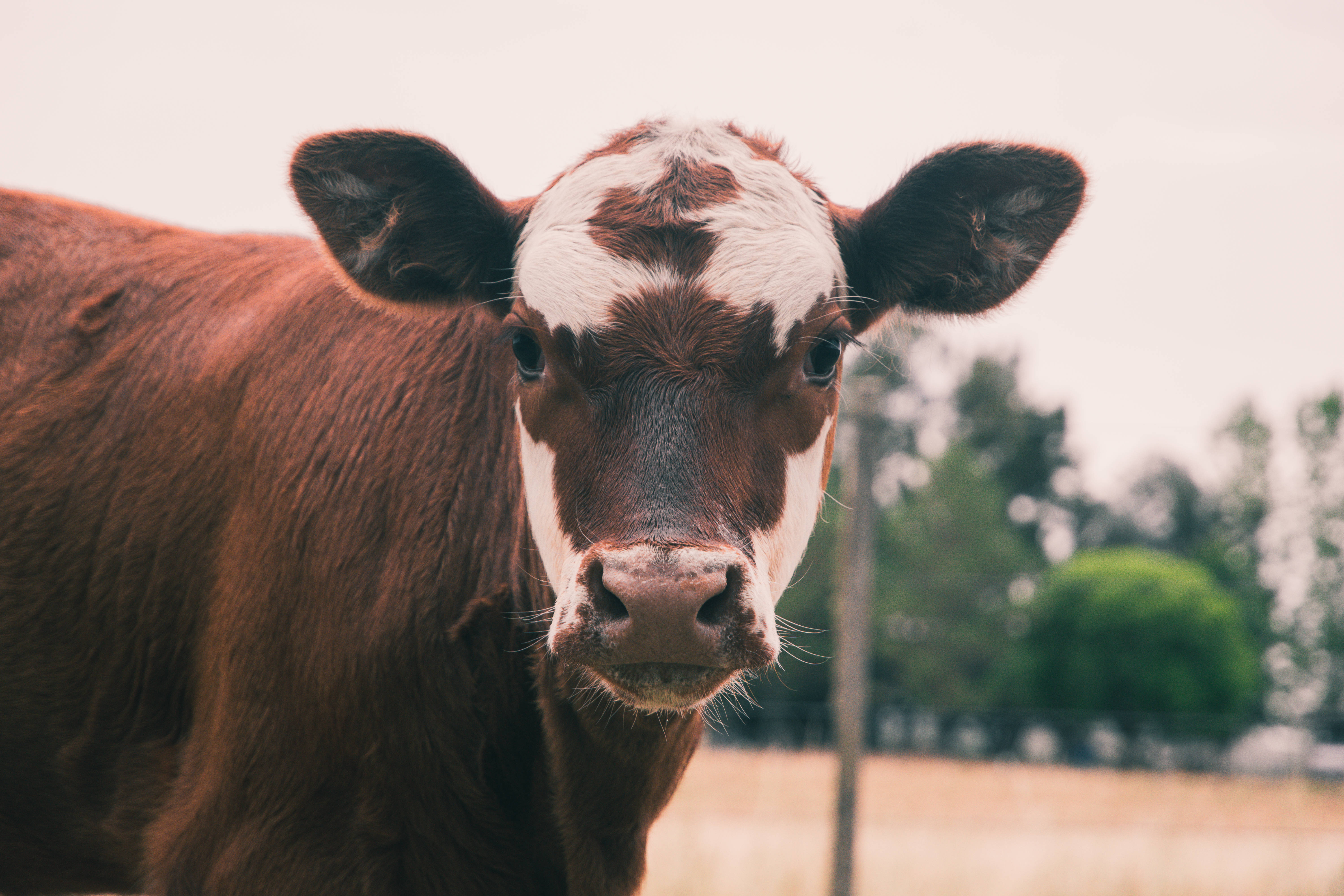 Cute Cow 桌布 壁紙 — 一頭棕白色乳牛直視鏡頭的特寫，背景有柔和焦點的樹木。