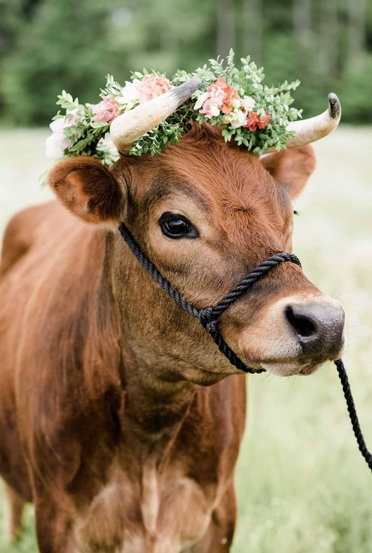 乳牛動圖 桌布 壁紙 — 一頭棕色乳牛戴著粉紅色和白色花朵製成的花冠，站在陽光明媚的田野中，背景是柔軟的綠草和模糊的樹木。