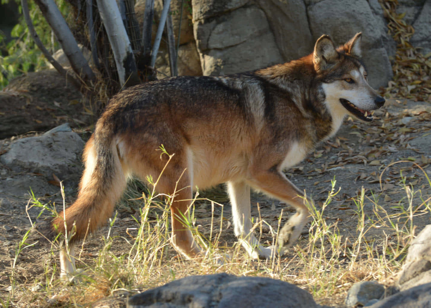 Mexican Wolf 桌布 壁紙 — 一頭棕色和灰色毛皮的狼在明亮的陽光下穿過乾草和岩石。