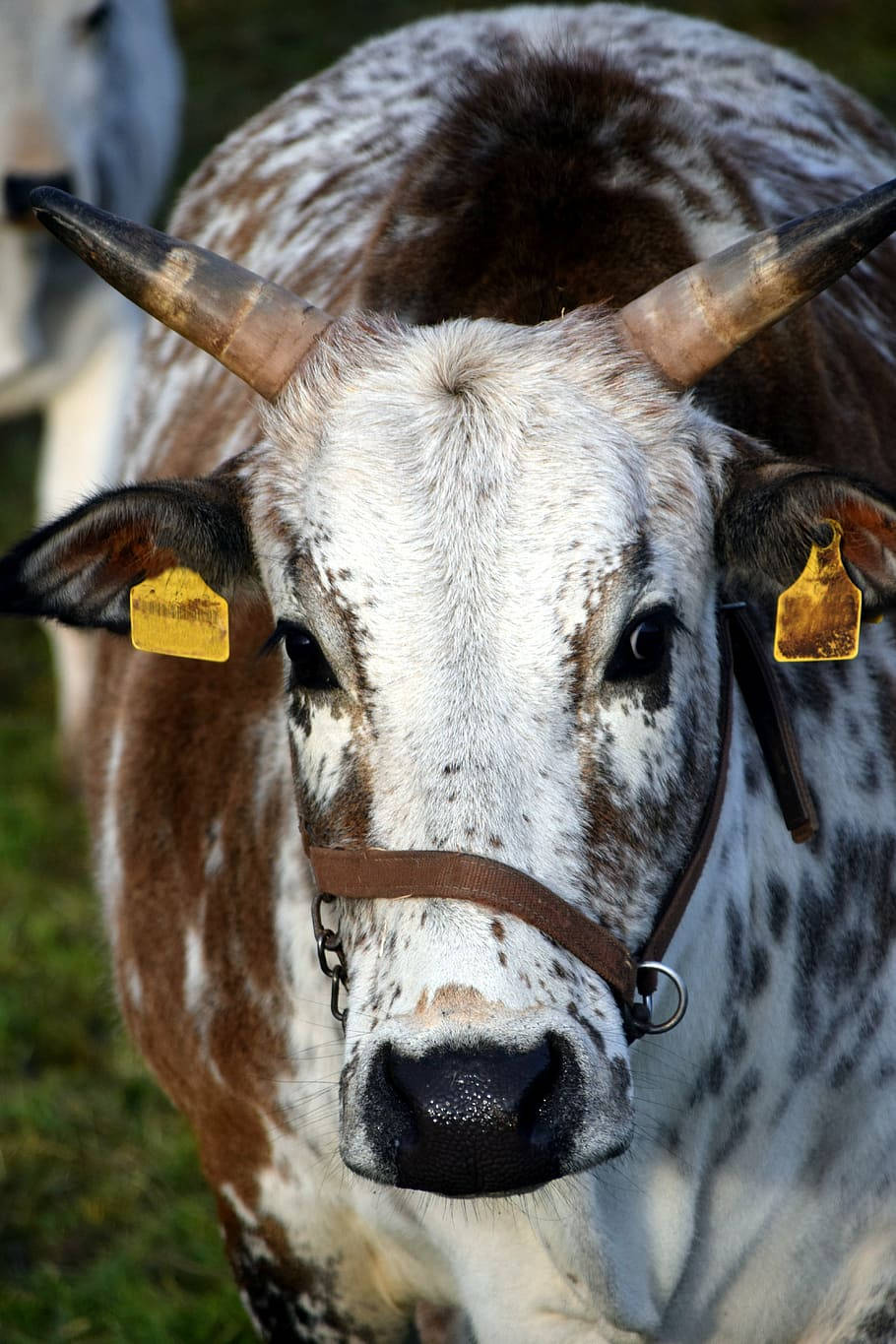 Cattle 桌布 壁紙 — 一頭棕色和白色斑點牛，有彎曲的角和黃色耳標，直視鏡頭的特寫。