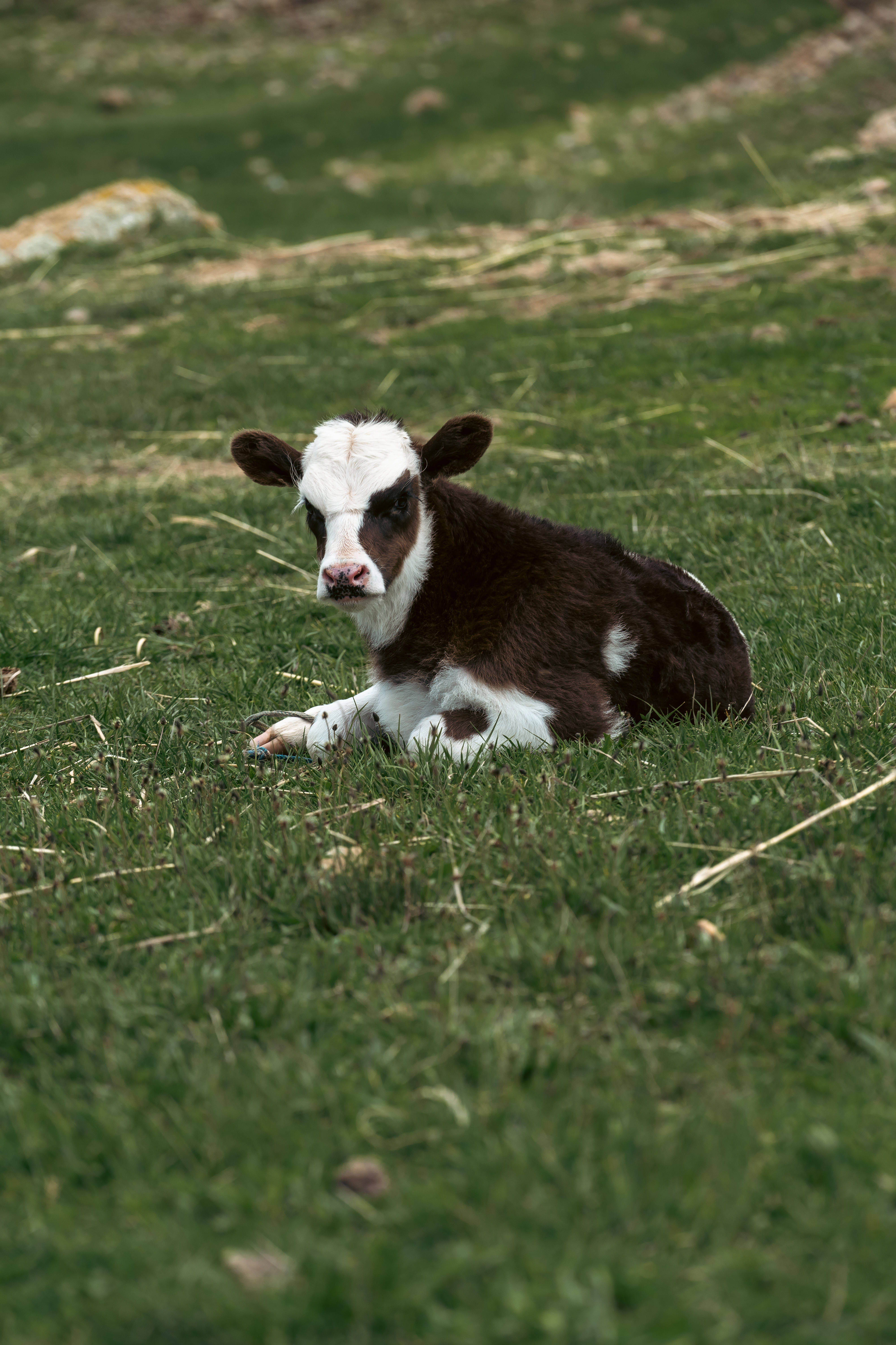 Cute Cow 桌布 壁紙 — 一頭棕色和白色的小牛在柔和的自然光下，在茂盛的綠色草地上安詳地休息。