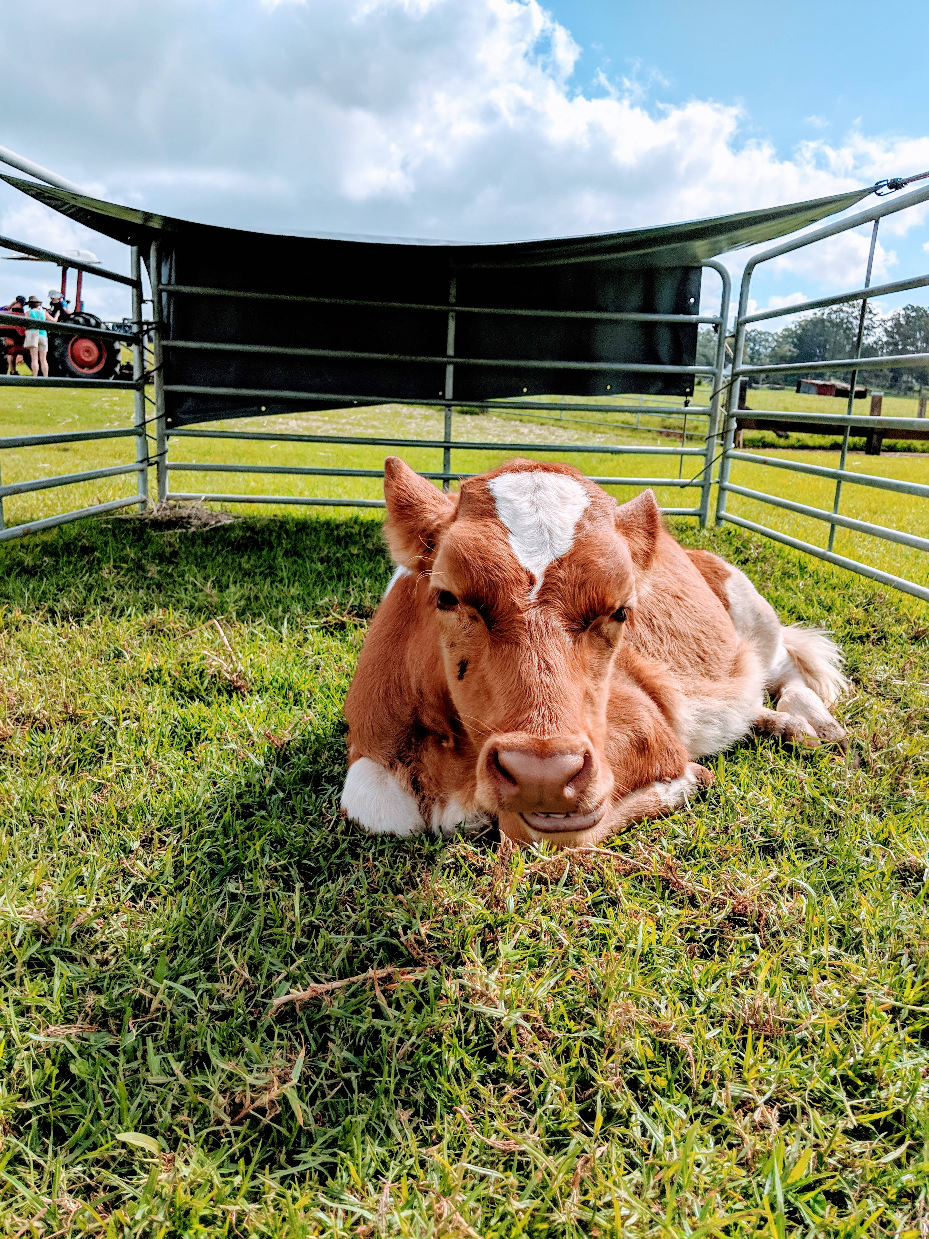 Cute Cow 桌布 壁紙 — 一頭棕色和白色的小牛在鮮綠色的草地上，在金屬棚下安靜地休息，背景可見一輛拖拉機。