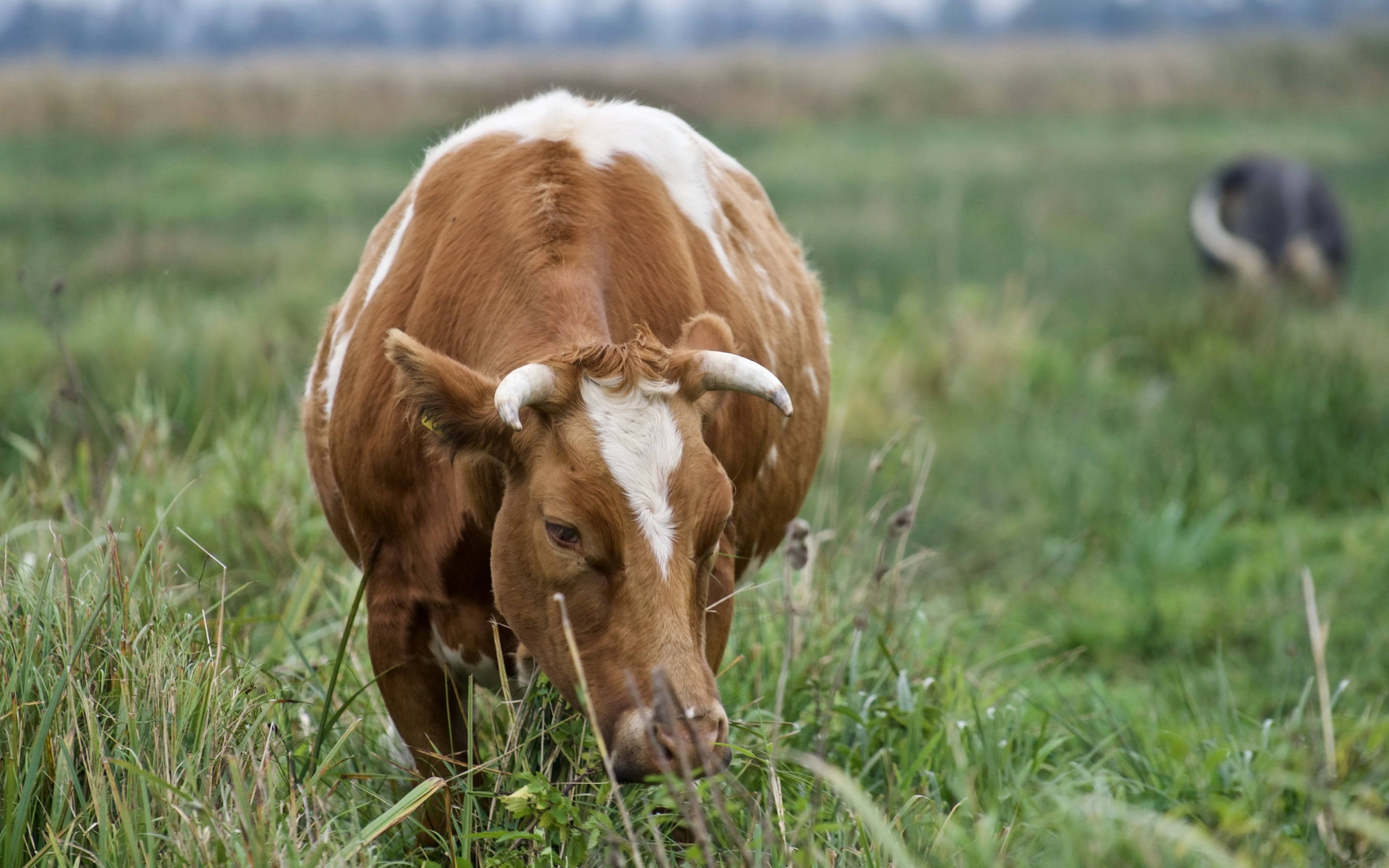 farm animals 桌布 壁紙 — 一頭棕色和白色的牛在茂盛的綠色田野中平靜地吃草，背景中另一頭牛模糊不清。