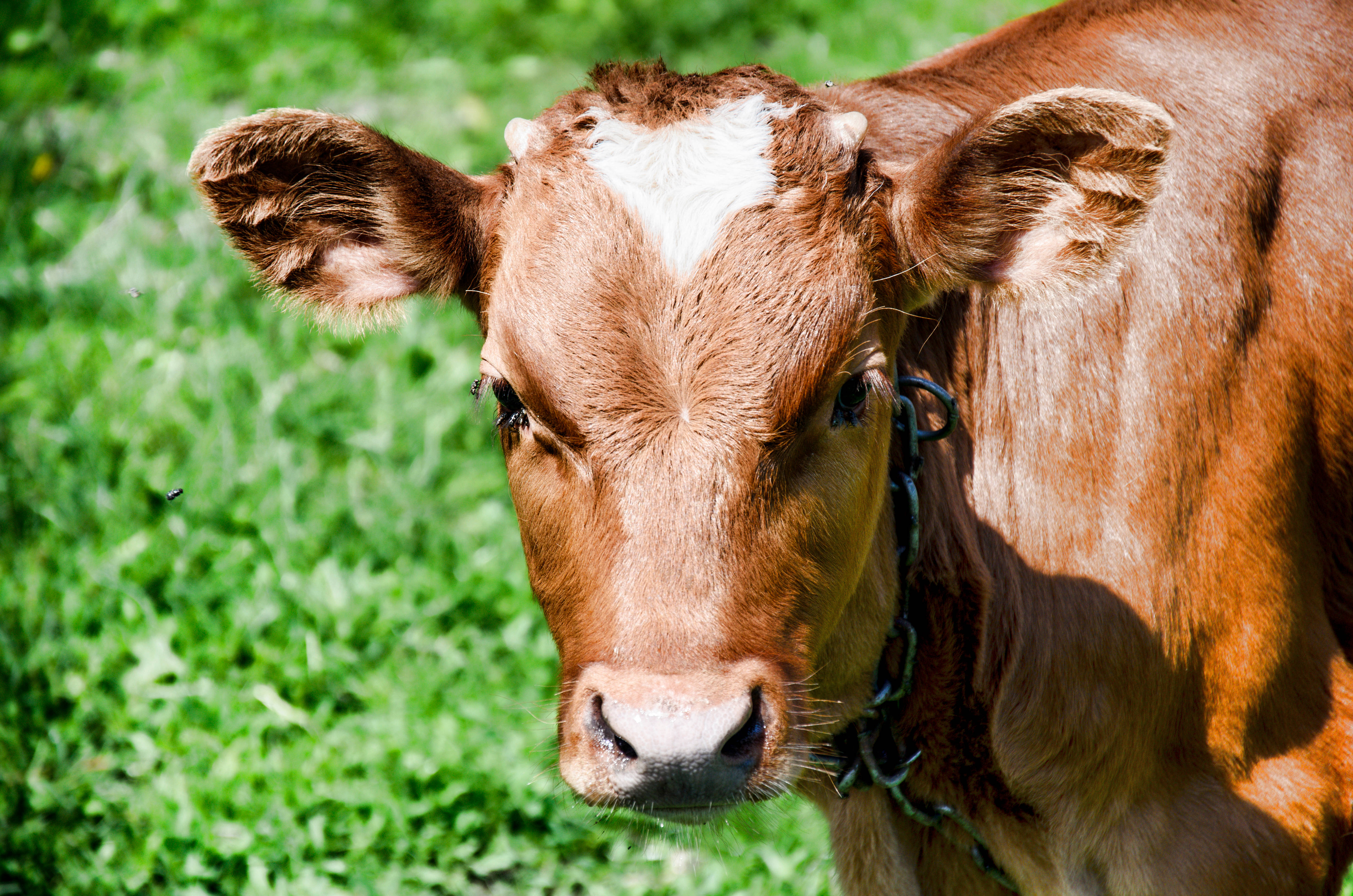 Cute Cow 桌布 壁紙 — 一頭棕色牛的特寫，白色額頭，站在陽光下明亮的綠草中。