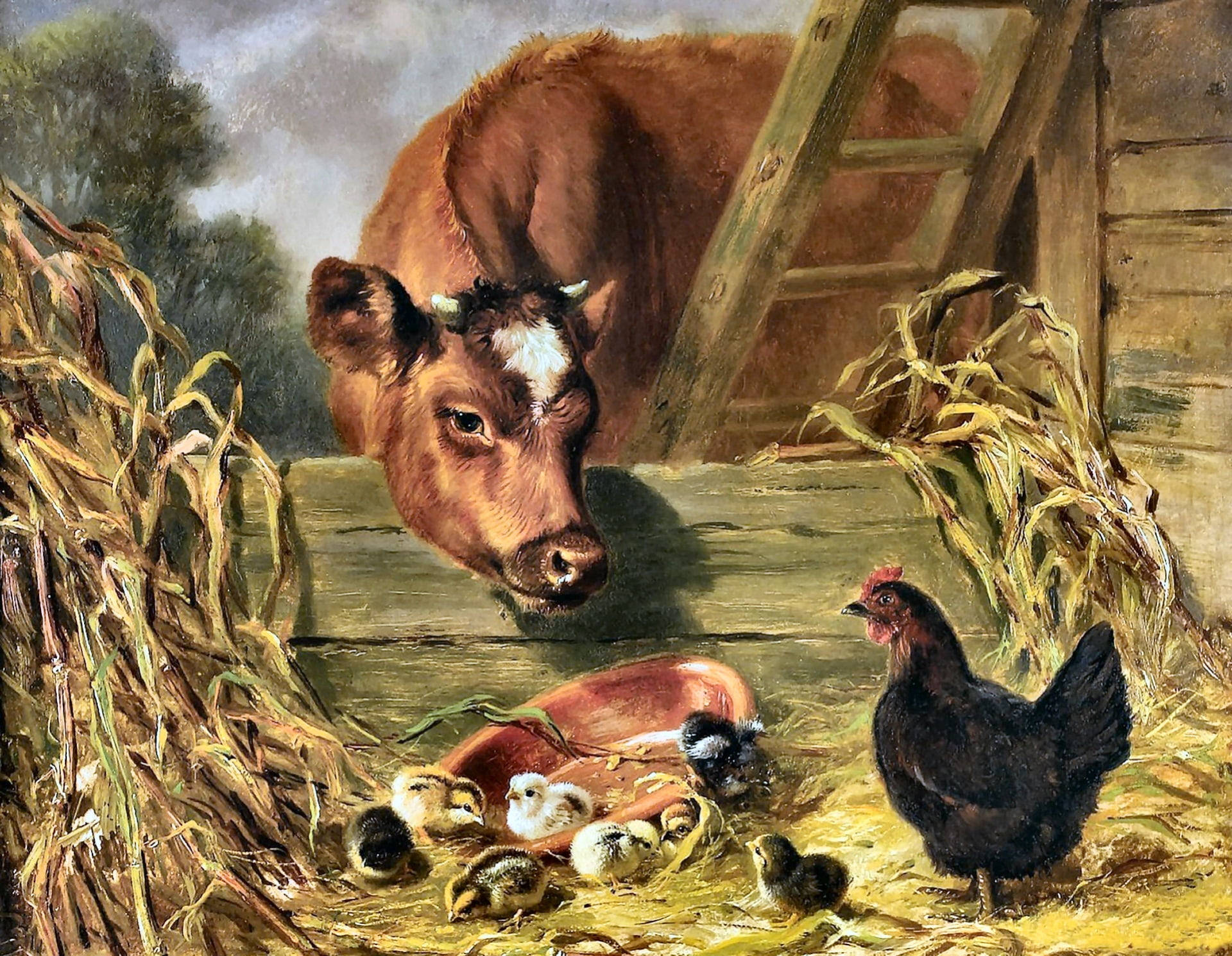 farm animals 桌布 壁紙 — 一頭棕色牛越過木柵欄窺視，一隻黑母雞在玉米稈附近守護著毛茸茸的小雞，在質樸的穀倉庭院中。