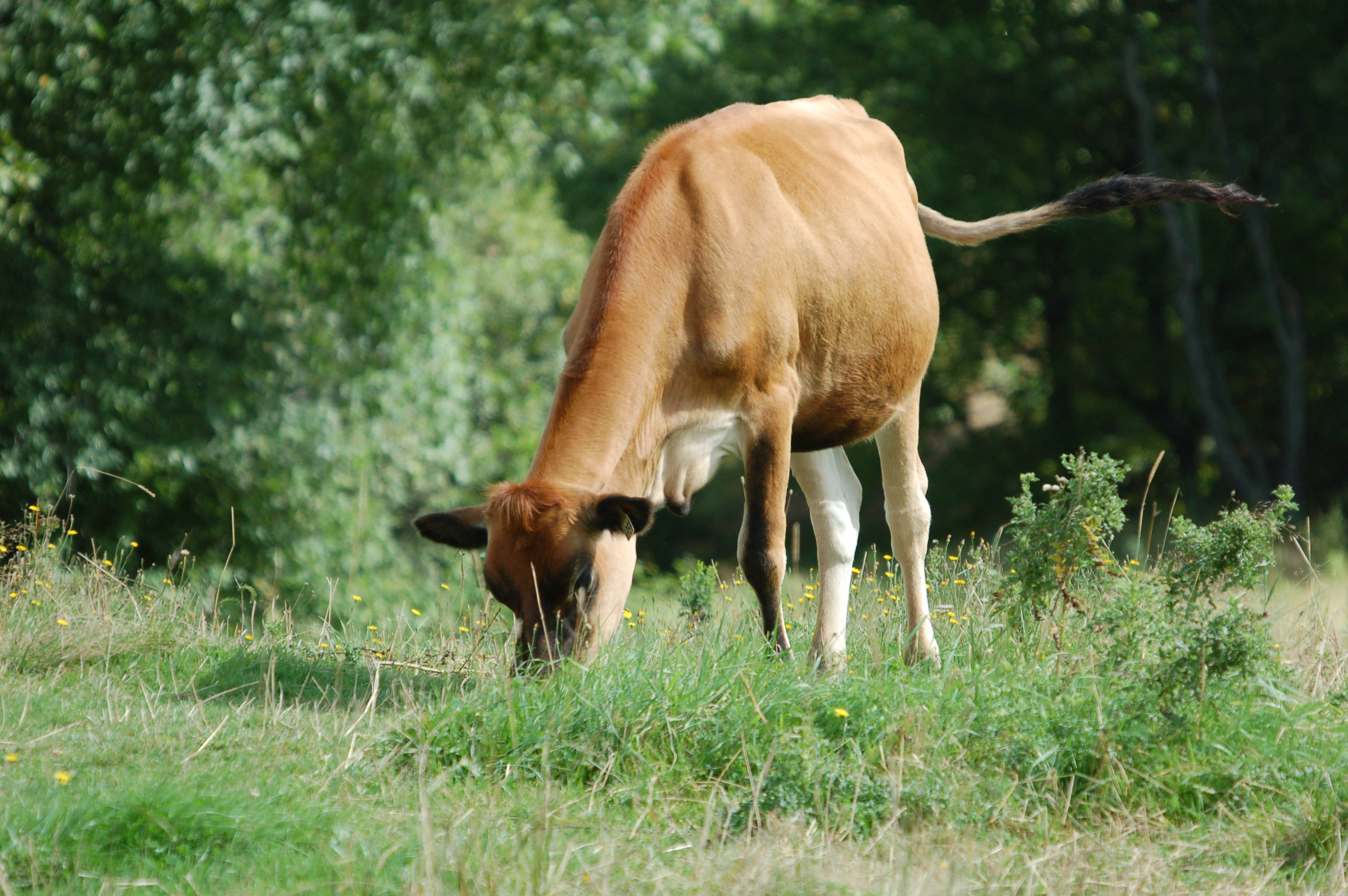 Cute Cow 桌布 壁紙 — 一頭棕色白腿的牛在陽光明媚、點綴著黃色野花的綠色草地上平靜地吃草。