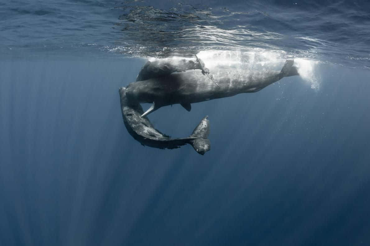 Sperm Whale 桌布 壁紙 — 一頭母灰鯨和幼鯨在深海藍色海水過濾的陽光下，優雅地在海面附近滑行。