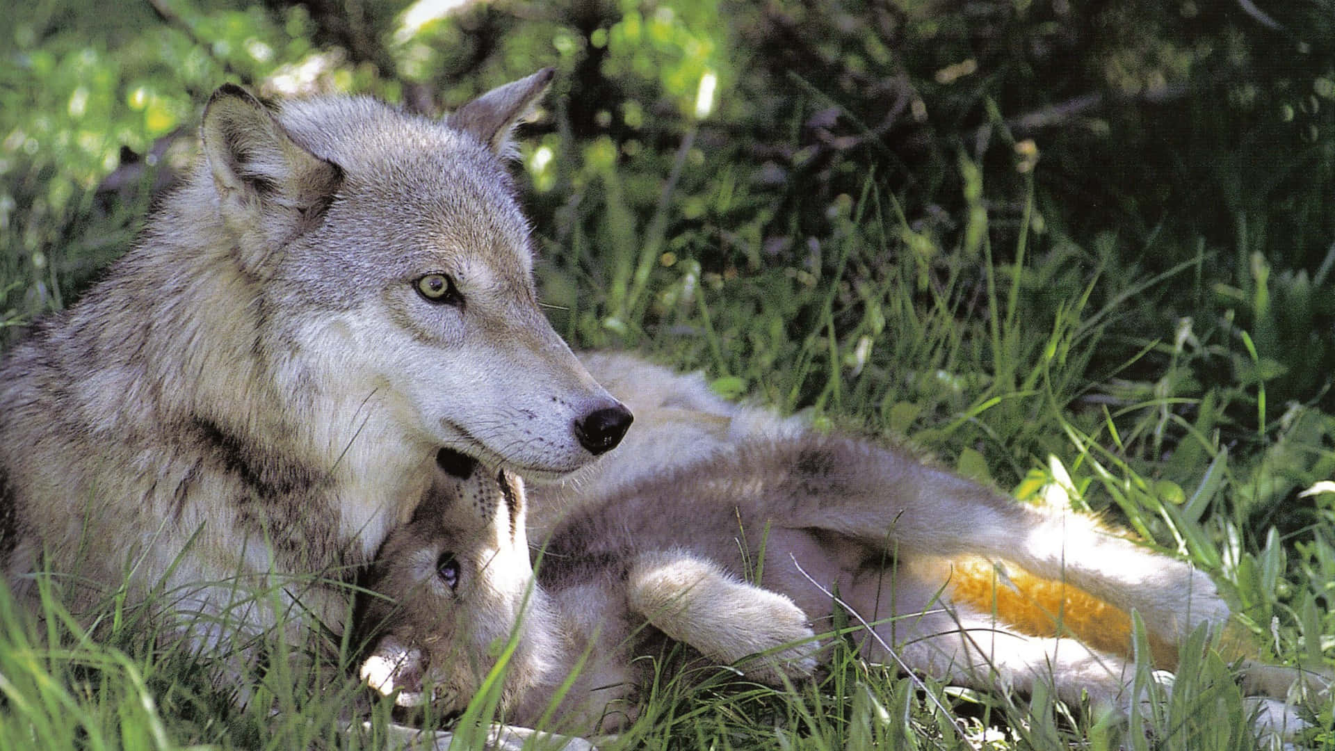 Wolf Pup 桌布 壁紙 — 一頭母狼在斑駁的森林樹冠下，溫柔地用鼻子蹭著躺在陽光普照的綠草中的幼崽。