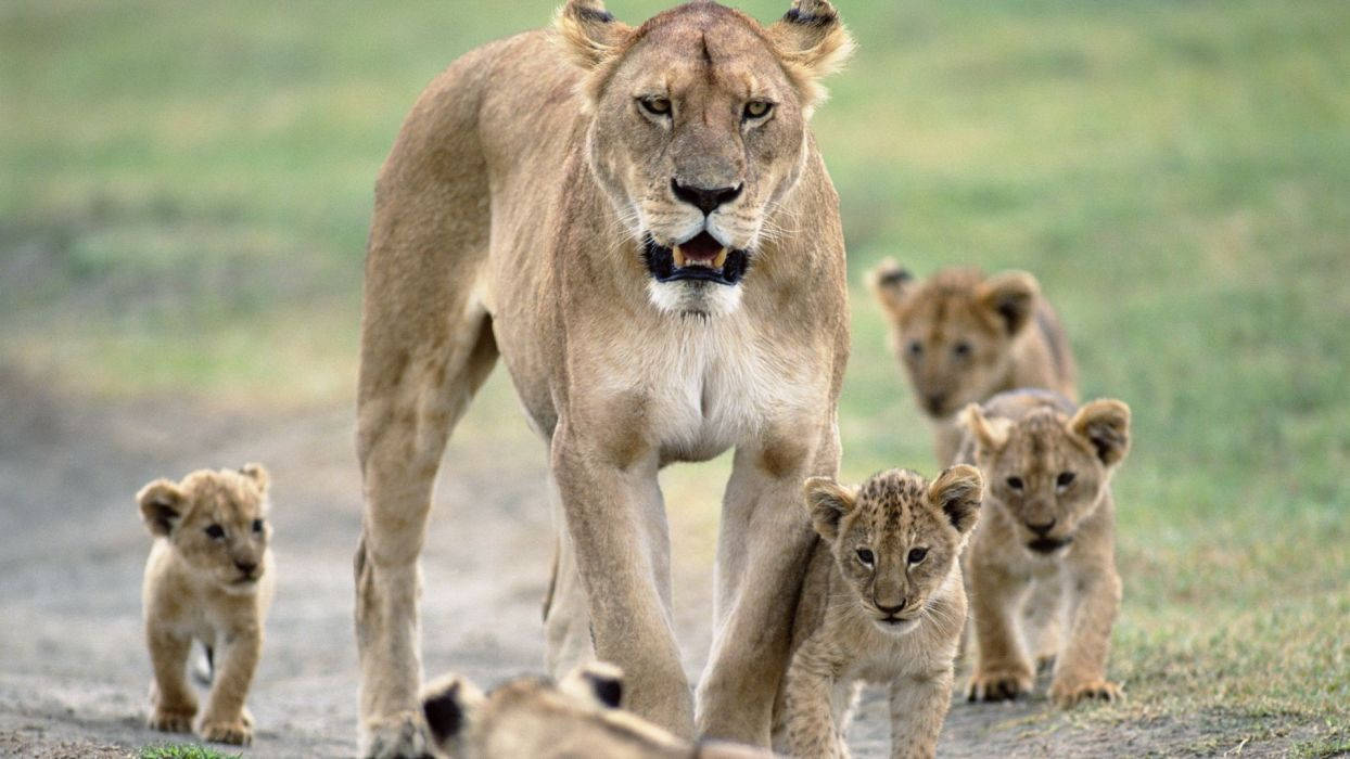 Baby Lion 桌布 壁紙 — 一頭母獅向前大步走，她的幼崽跟隨在後，沿著一條泥土路穿過長滿草的稀樹草原。