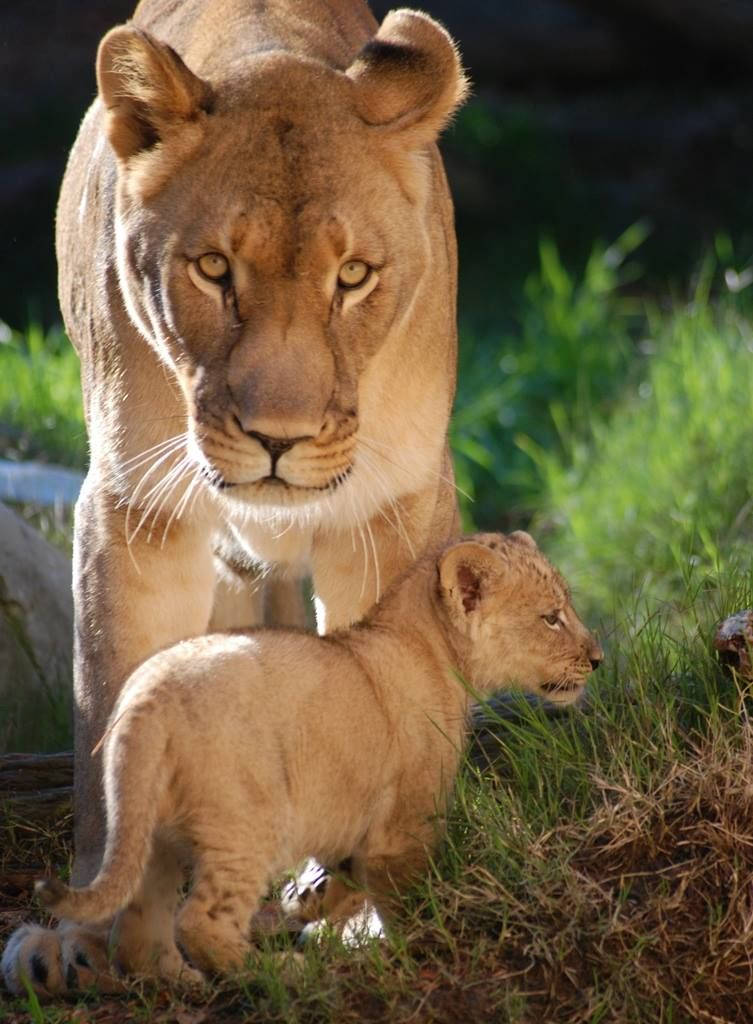 Baby Lion 桌布 壁紙 — 一頭母獅和她的幼崽站在陽光普照的草地上，眼神銳利，毛色柔軟金黃。