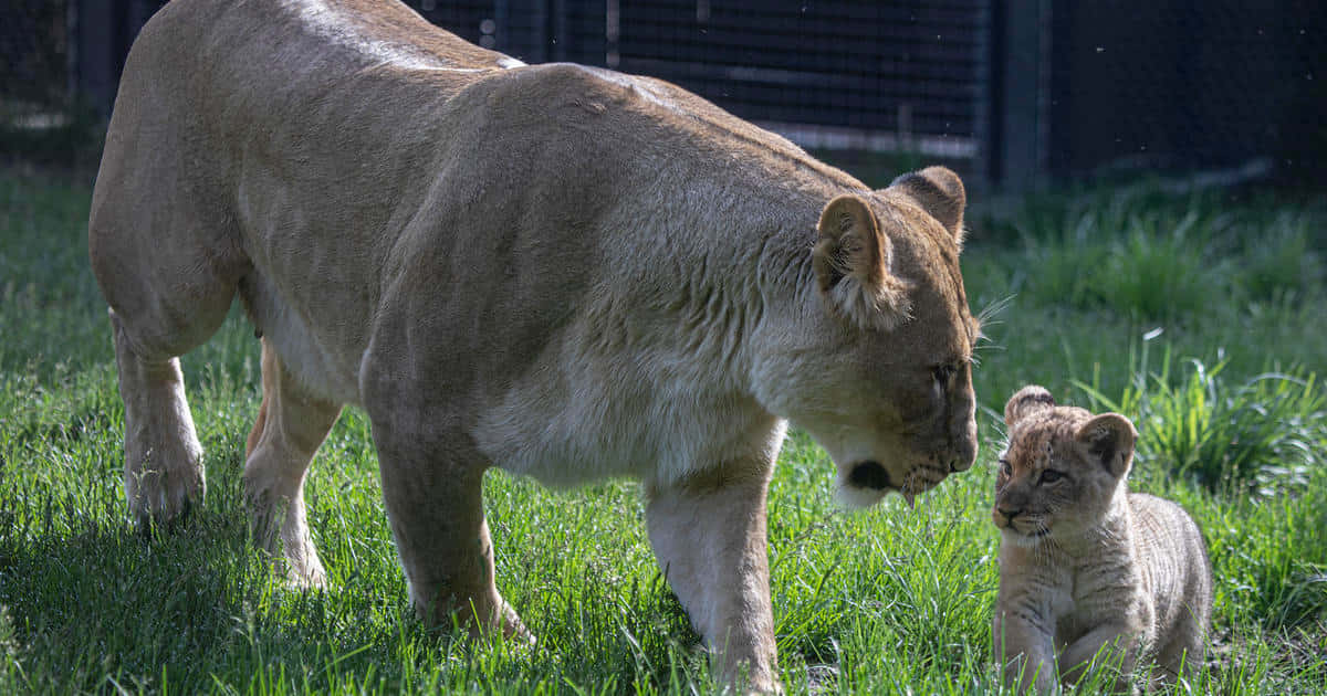 Baby Lion 桌布 壁紙 — 一頭母獅和她的幼崽站在鮮綠色的草地上，沐浴在明亮的陽光下，背景是深色的圍欄。