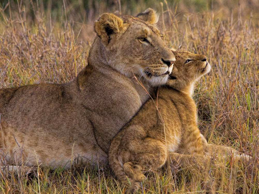 Baby Lion 桌布 壁紙 — 一頭母獅和她的幼獅在溫暖陽光下緊靠著休息於金色草叢中，傳達出野生大草原上溫柔的母性紐帶。