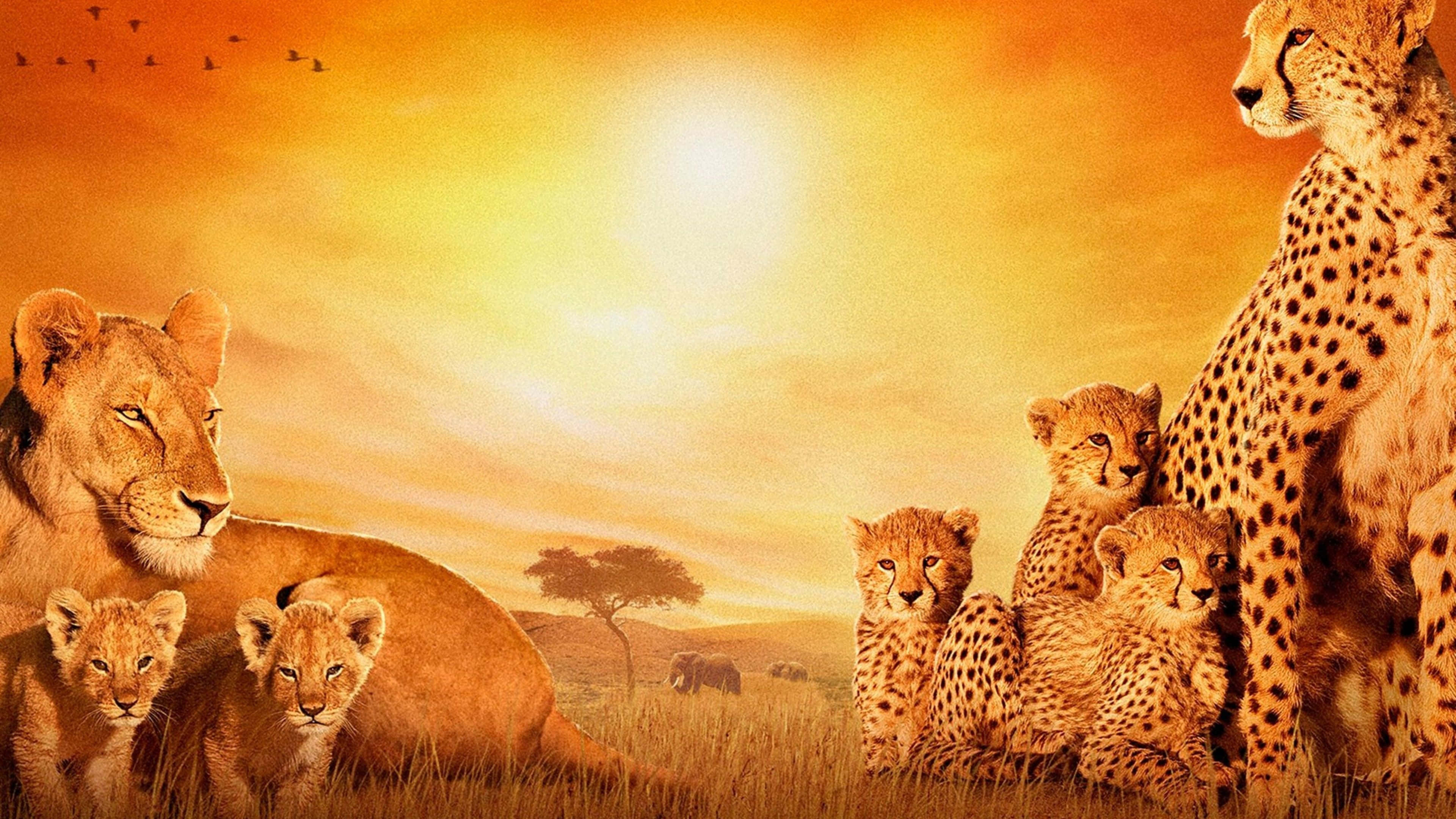 非洲 桌布 壁紙 — 一頭母獅和她的幼獅在獵豹和她的幼豹旁邊休息，背景是金色的日落天空，遠處有大象和鳥類。
