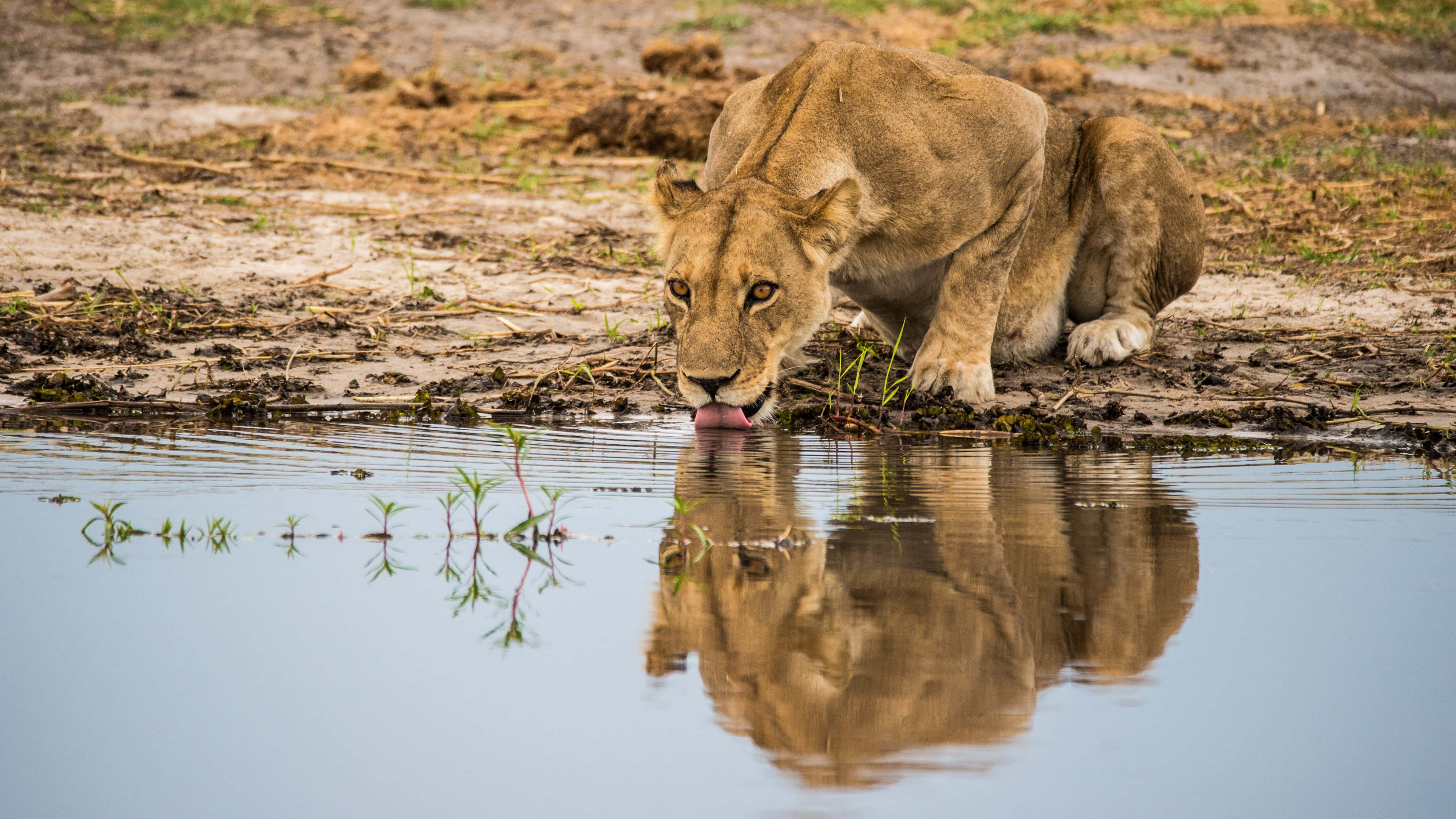 Lioness 桌布 壁紙 — 一頭母獅在平靜的水坑喝水，她的倒影完美地映在水面上，周圍是泥濘的土地和稀疏的綠色植物。