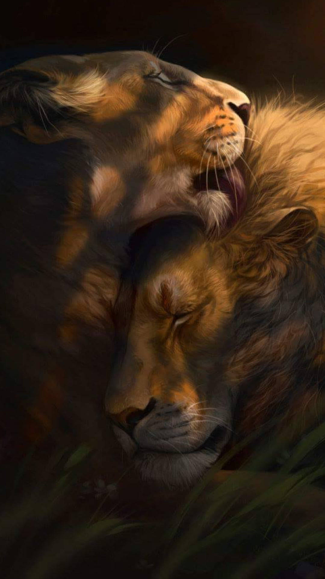 獅子 桌布 壁紙 — 一頭母獅在昏暗的草地上，溫柔地蹭著一頭正在睡覺的公獅，周圍籠罩著溫暖的金色光芒。