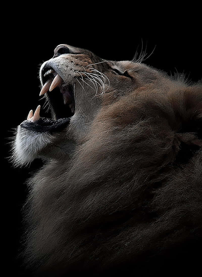 Roaring Lion 桌布 壁紙 — 一頭母獅在純黑背景下猛烈咆哮，露出牙齒，閉著眼睛，展現原始力量。