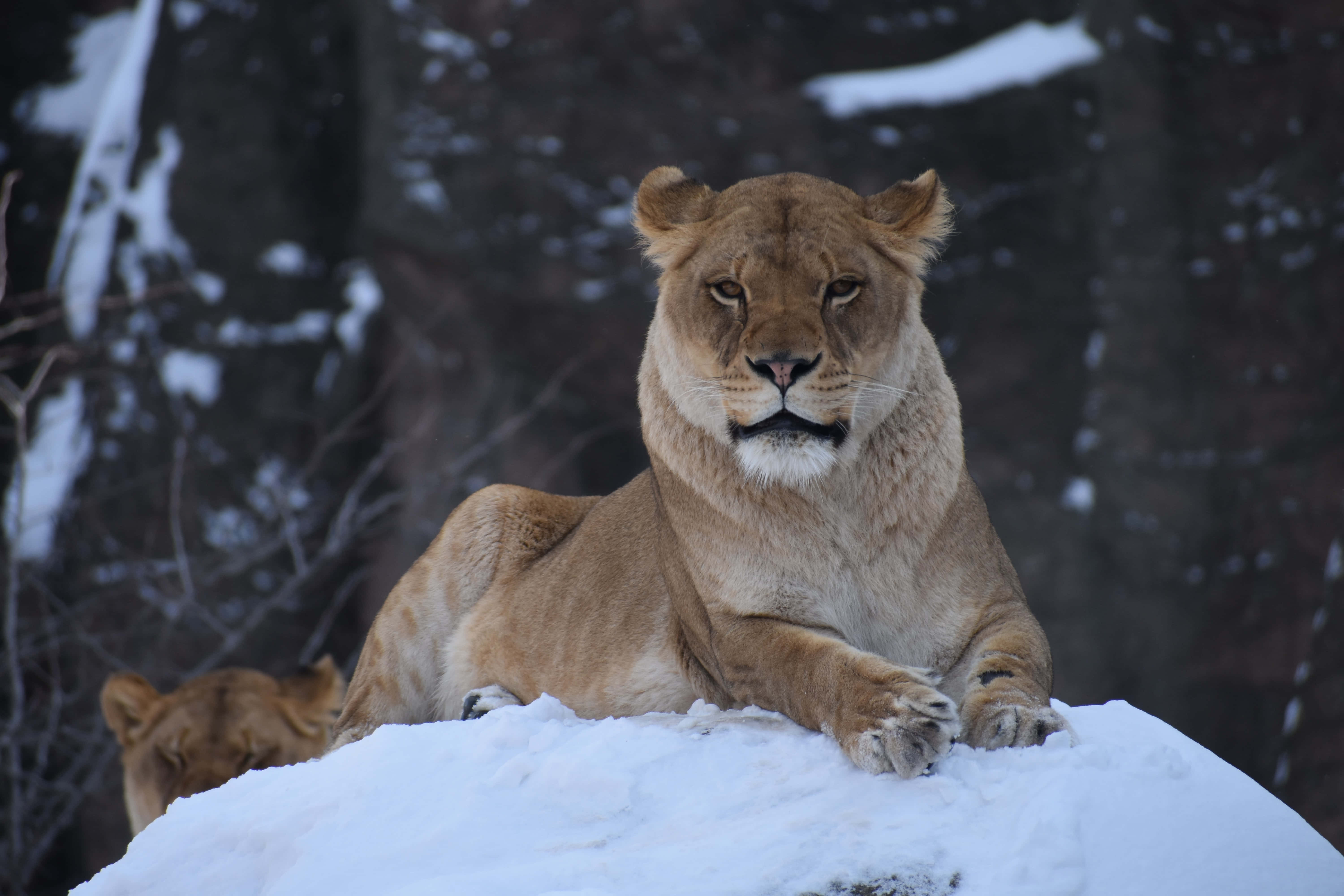 獅子 桌布 壁紙 — 一頭母獅威嚴地棲息在冬季森林的雪堆上，目光沉穩而威嚴。