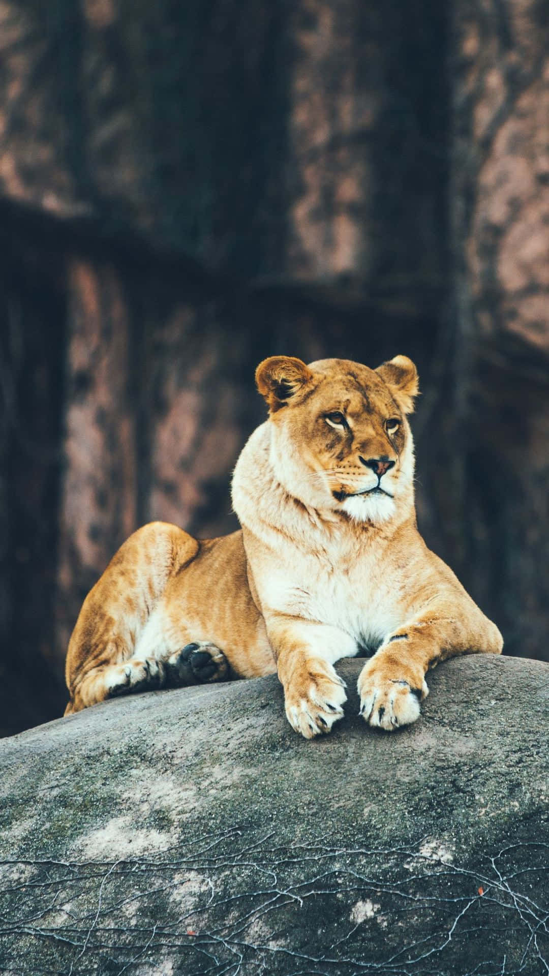 Animals iPhone 桌布 壁紙 — 一頭母獅威嚴地躺在一塊風化的岩石上，背景是模糊的森林，牠的金色毛髮在自然光下柔和地發光。