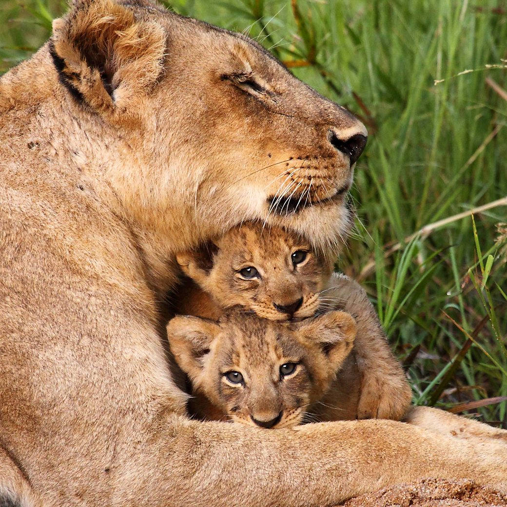 Baby Lion 桌布 壁紙 — 一頭母獅平靜地休息，兩隻好奇的幼獅依偎在她身邊，周圍是茂密的綠草。