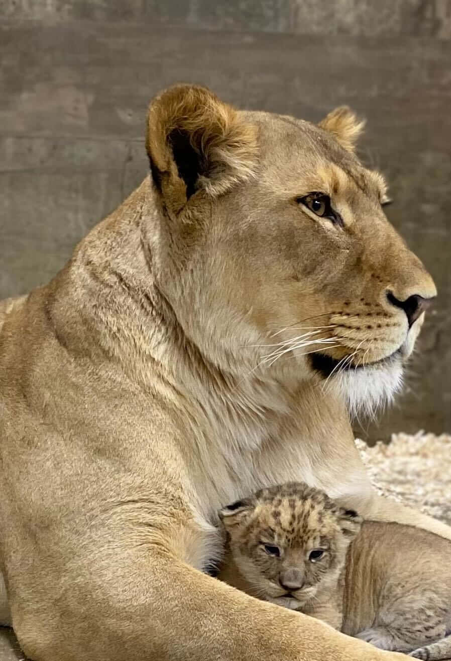 Baby Lion 桌布 壁紙 — 一頭母獅平靜地凝視，懷中抱著帶斑點的幼獅，靠在有紋理的石牆上。