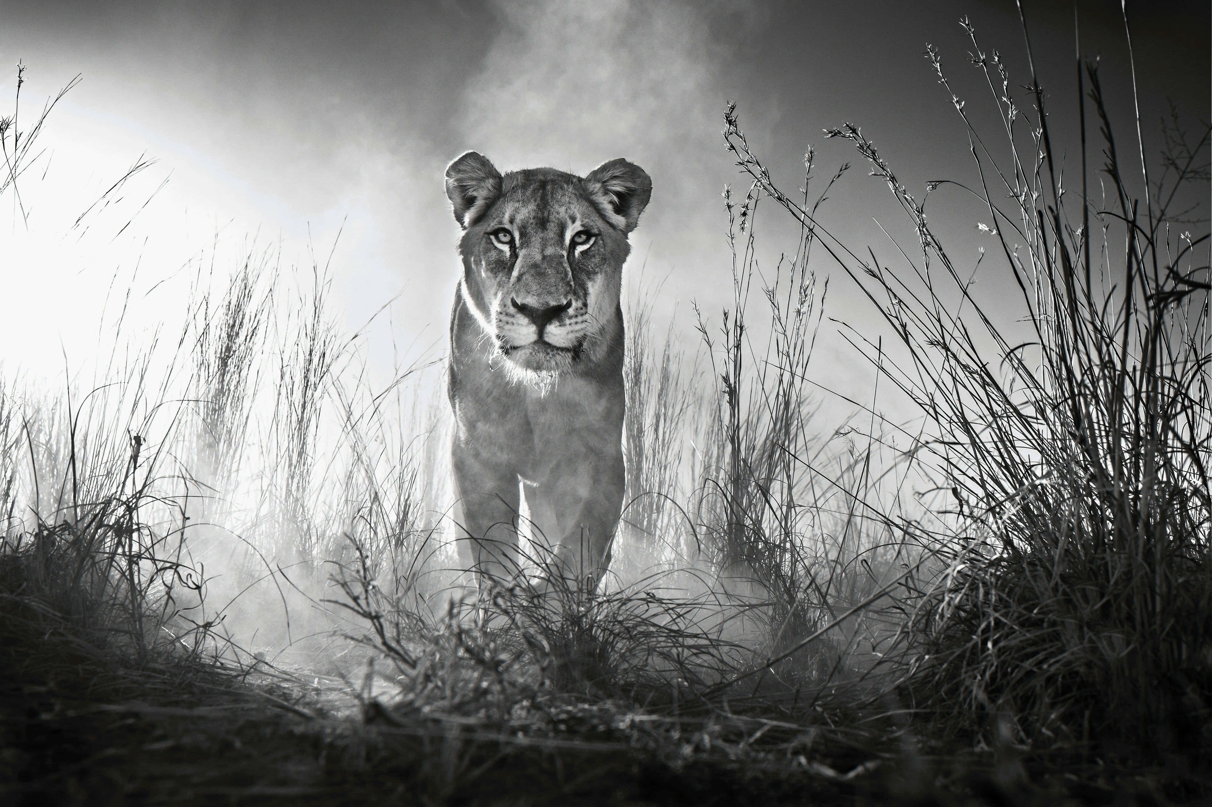 Black And White Lion 桌布 壁紙 — 一頭母獅從高草叢中現身，身處迷濛的黑白場景，牠那專注的目光緊盯著觀賞者。