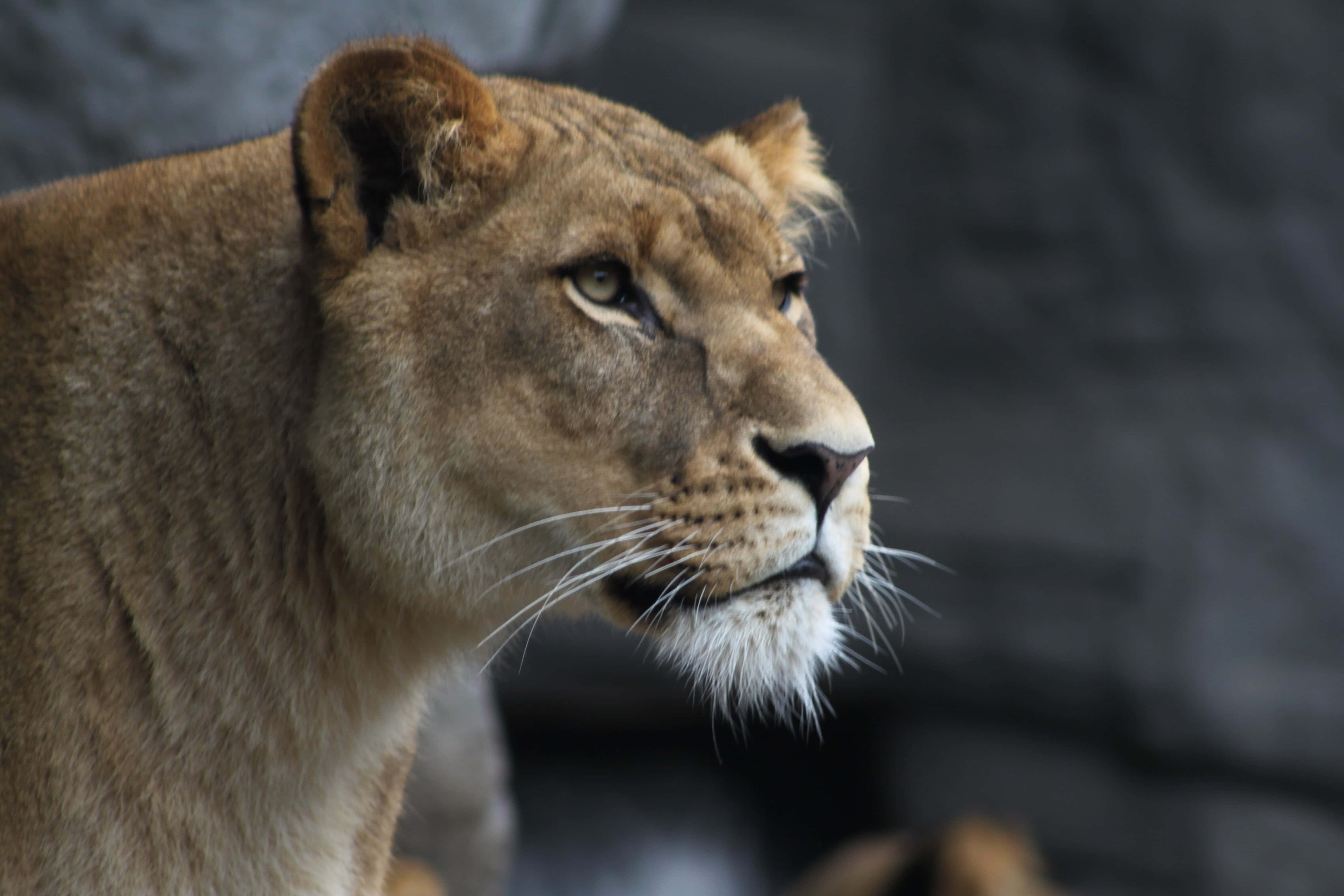 Lioness 桌布 壁紙 — 一頭母獅的側面特寫，眼神銳利，背景是模糊的岩石。