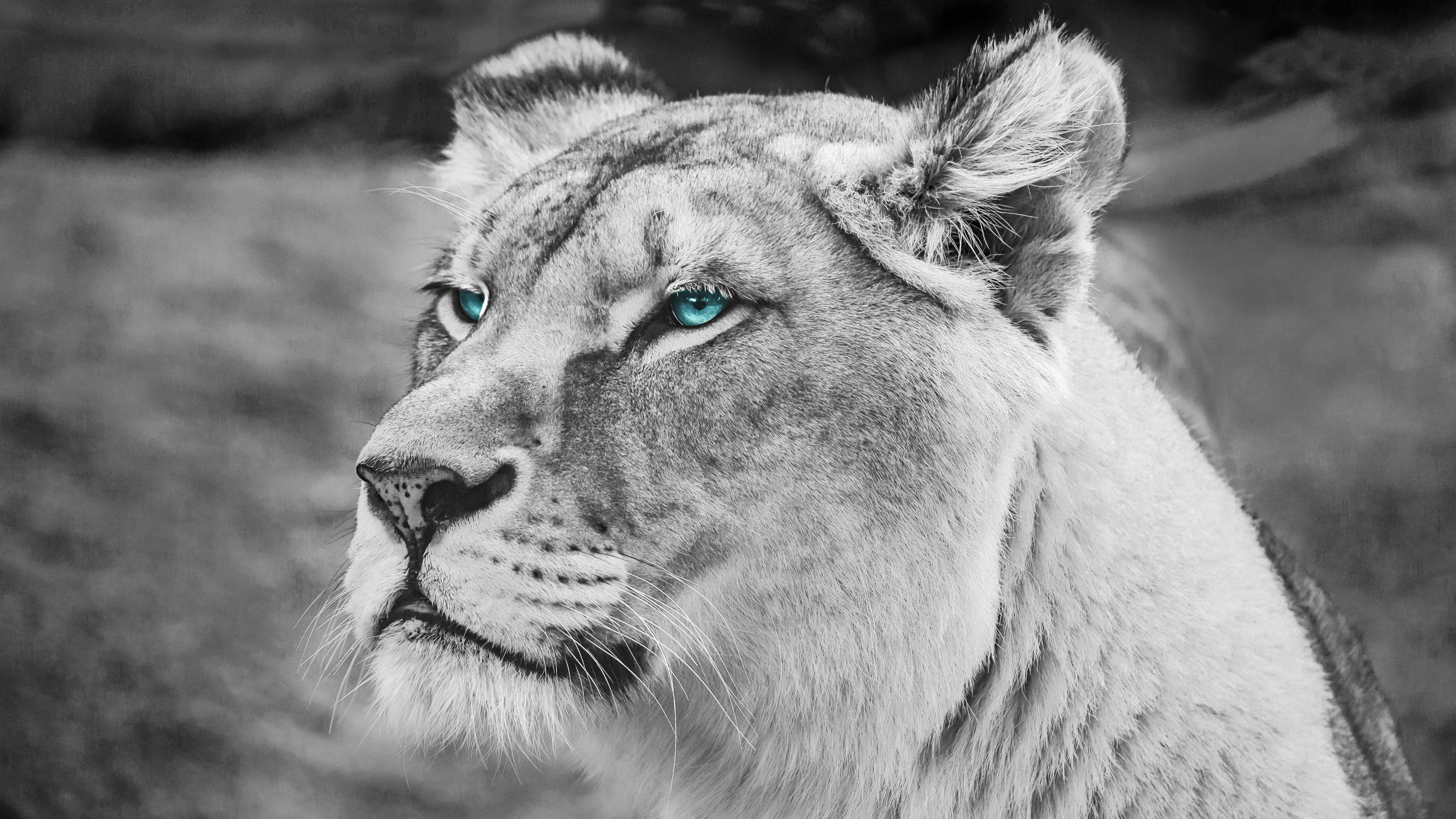 Lion Head 桌布 壁紙 — 一頭母獅的特寫黑白照片，擁有鮮明的藍色眼睛，專注地凝視一側。