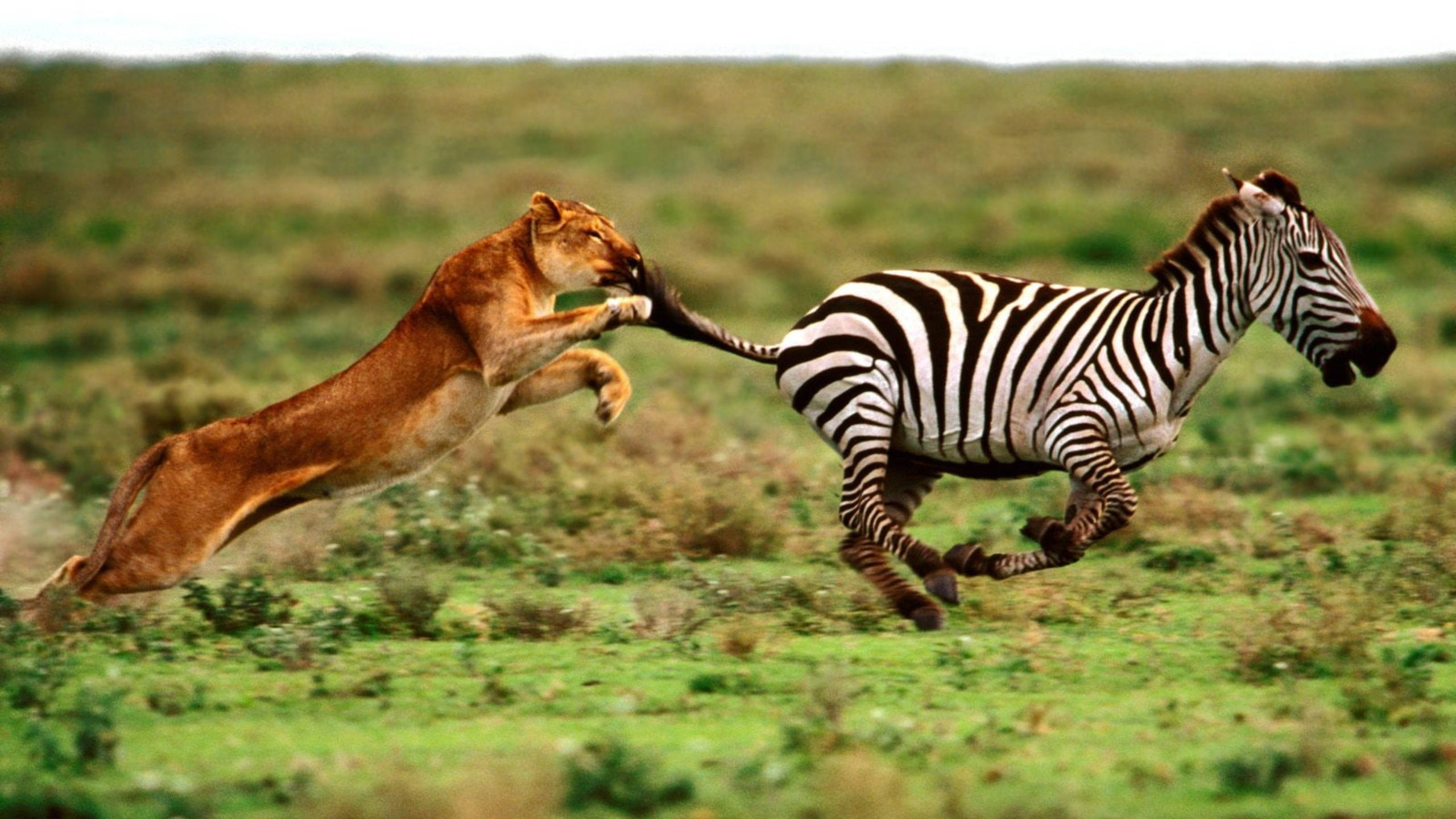 Zebra 桌布 壁紙 — 一頭母獅跳躍捕捉正在奔跑的斑馬，背景是廣闊的綠色稀樹草原，陽光普照。
