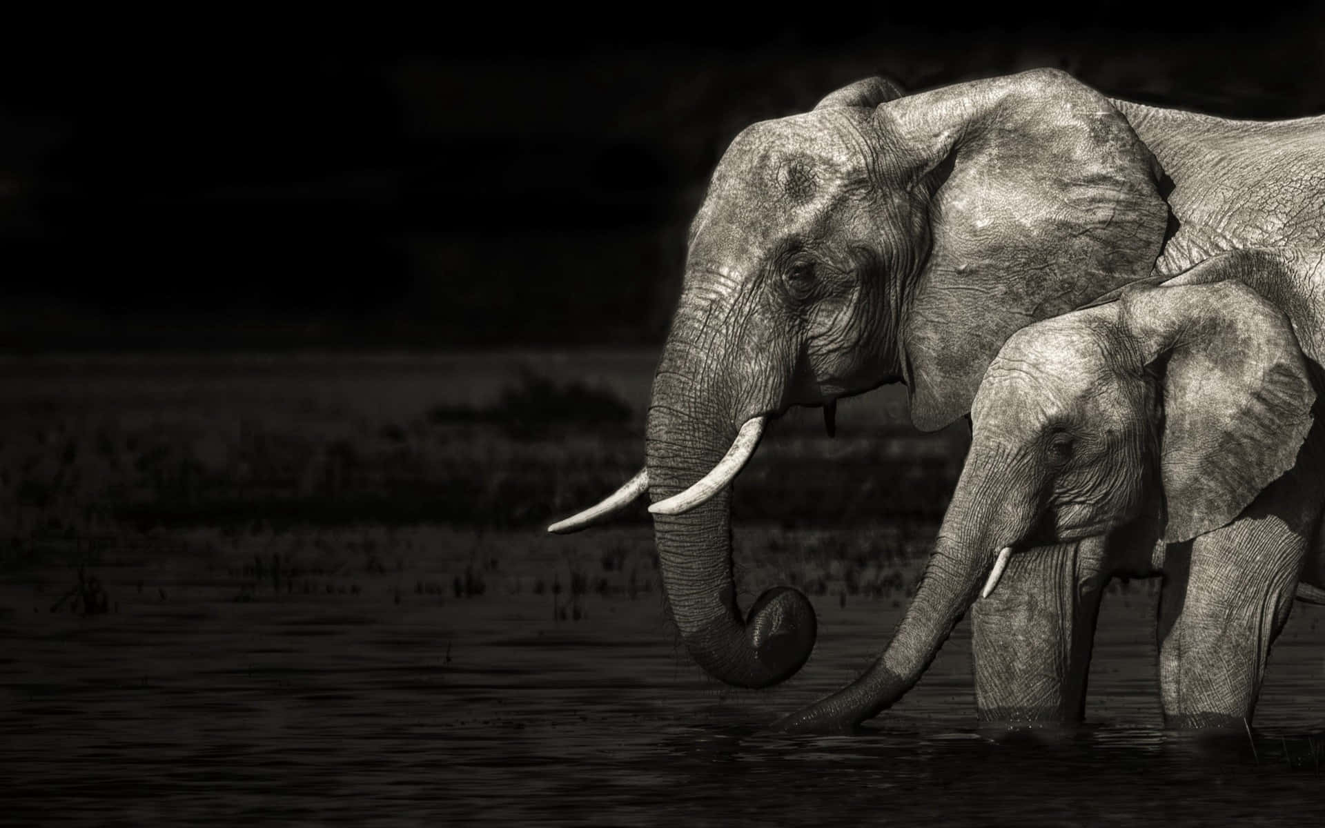 Elephant Laptop 桌布 壁紙 — 一頭母象和一頭小象在夜間站在淺水中，牠們有紋理的皮膚在黑暗背景下被柔和的光線照亮。