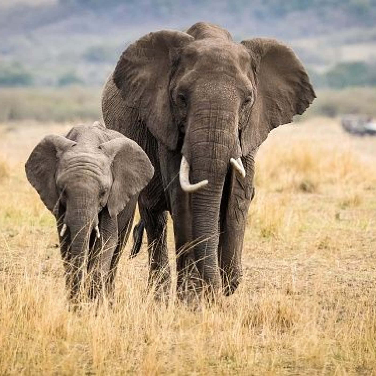 African Animals 桌布 壁紙 — 一頭母象和牠的小象在陽光明媚的稀樹草原上穿過高高的金色草地，遠處有山丘。