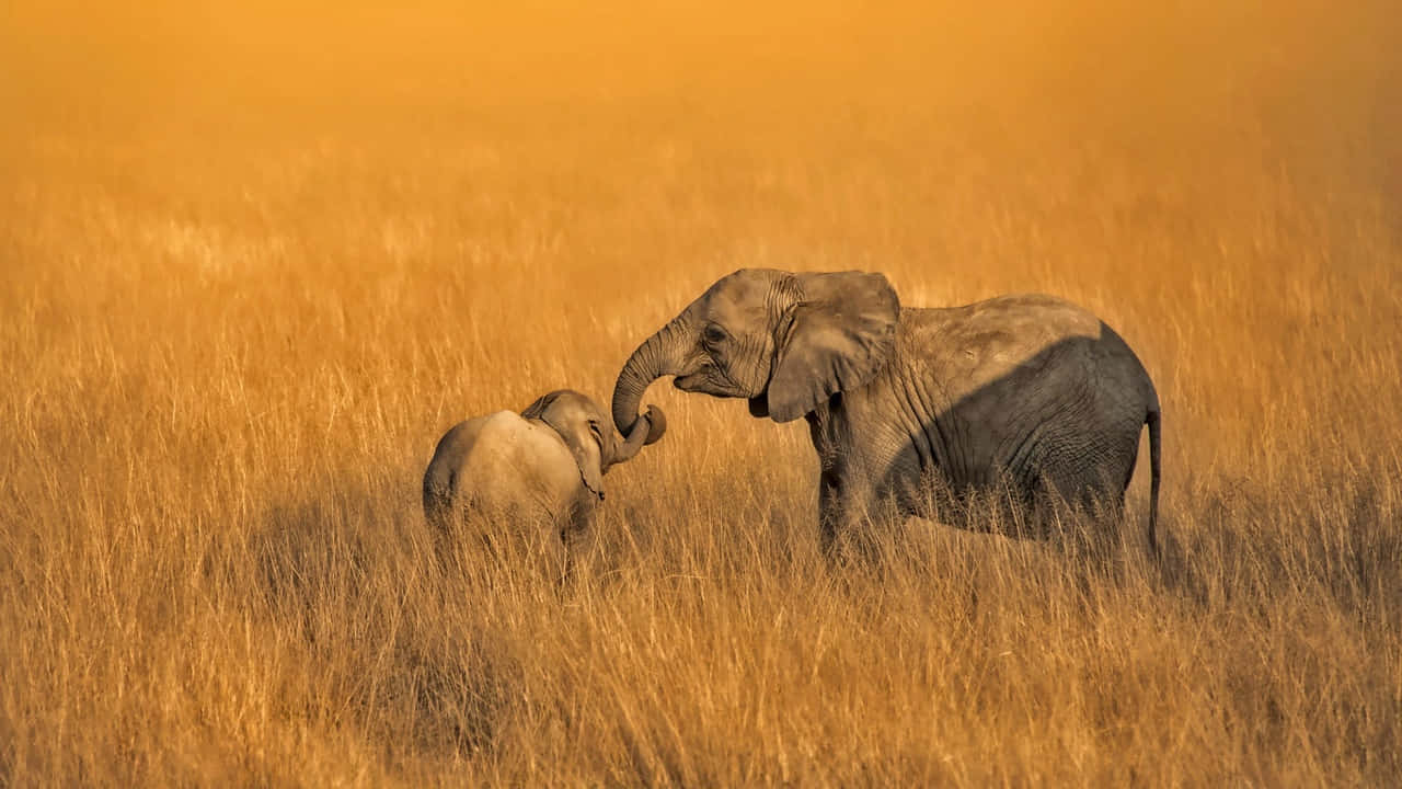 720p Africa 桌布 壁紙 — 一頭母象在溫暖的夕陽下，溫柔地觸碰著小象的鼻子，背景是金色的草原稀樹草原。
