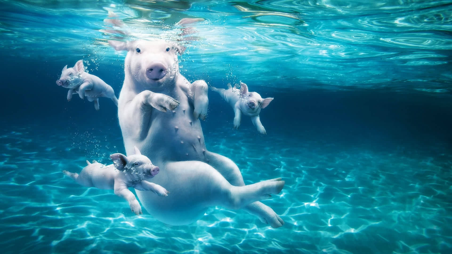 Swimming 桌布 壁紙 — 一頭母豬和她的豬仔在清澈的藍色水底優雅地游泳，陽光穿過水面照射下來。