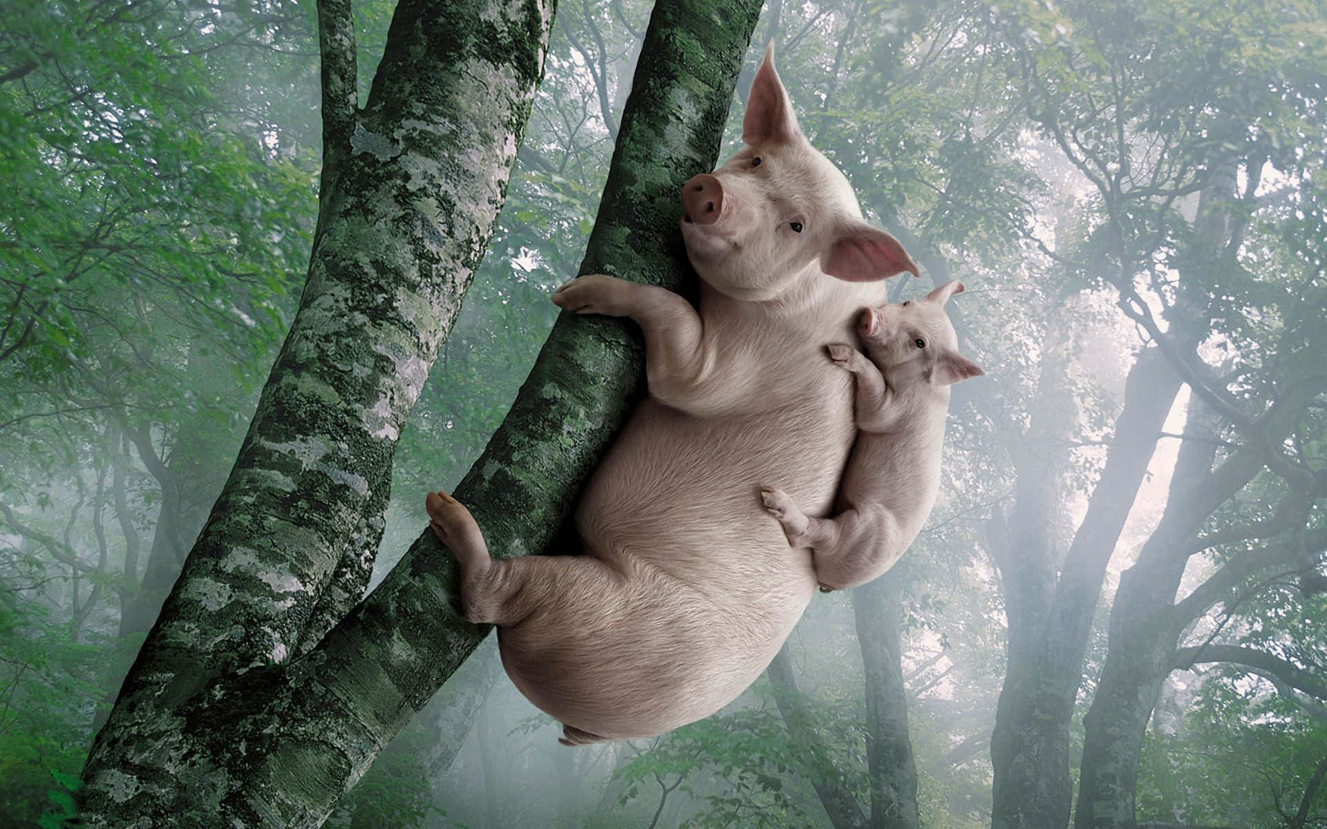 Pig 桌布 壁紙 — 一頭母豬和她的豬寶寶緊貼著長滿苔蘚的樹幹，在霧氣瀰漫的綠色森林中，沐浴在柔和散射的光線下。