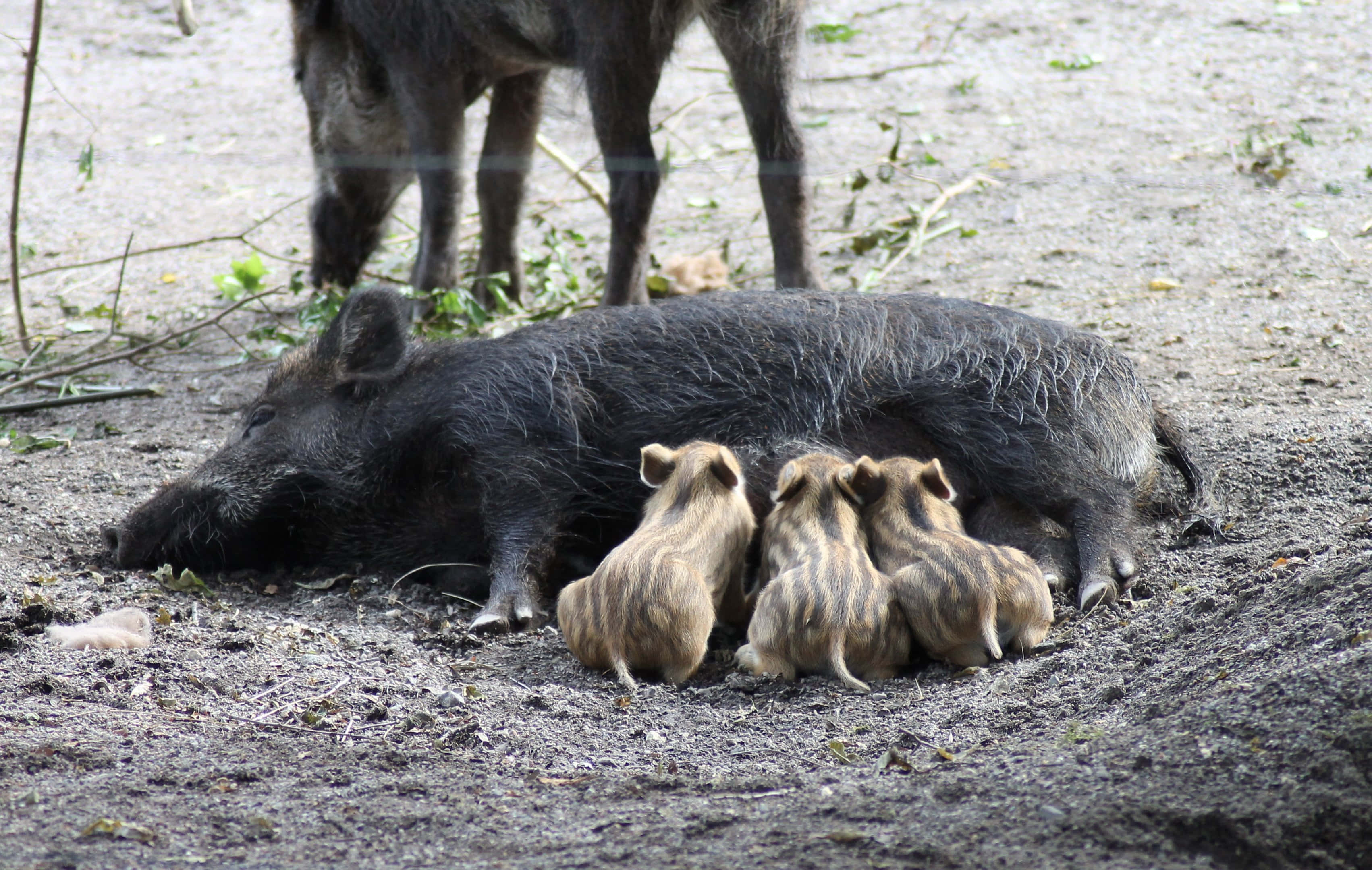 Wild Boar 桌布 壁紙 — 一頭母野豬在泥濘的地面上休息，她的三隻小豬在附近的自然林地環境中哺乳。
