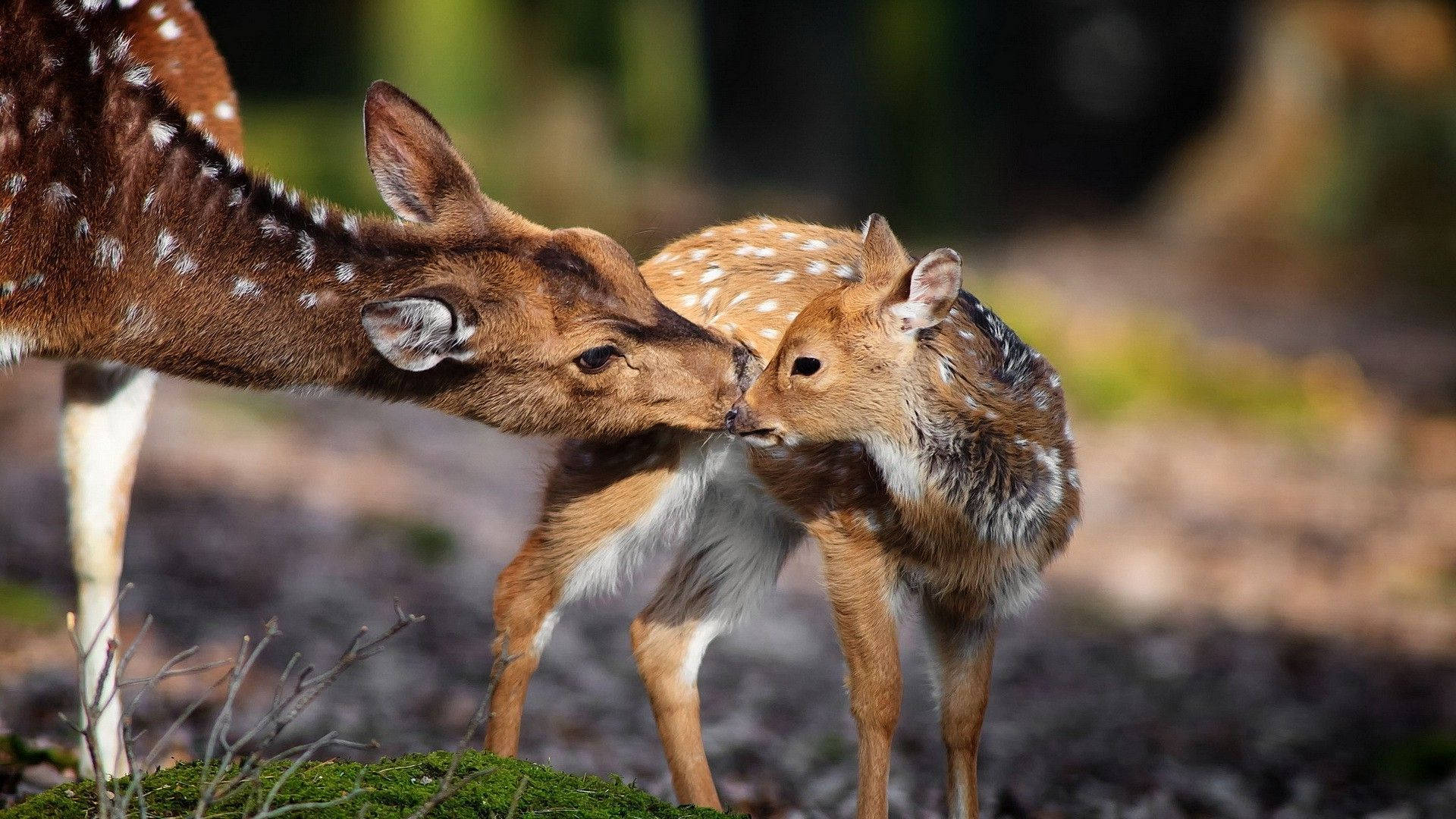 animals 桌布 壁紙 — 一頭母鹿在陽光普照、長滿苔蘚和落葉的林中空地上，溫柔地用鼻子蹭著牠那帶斑點的小鹿。