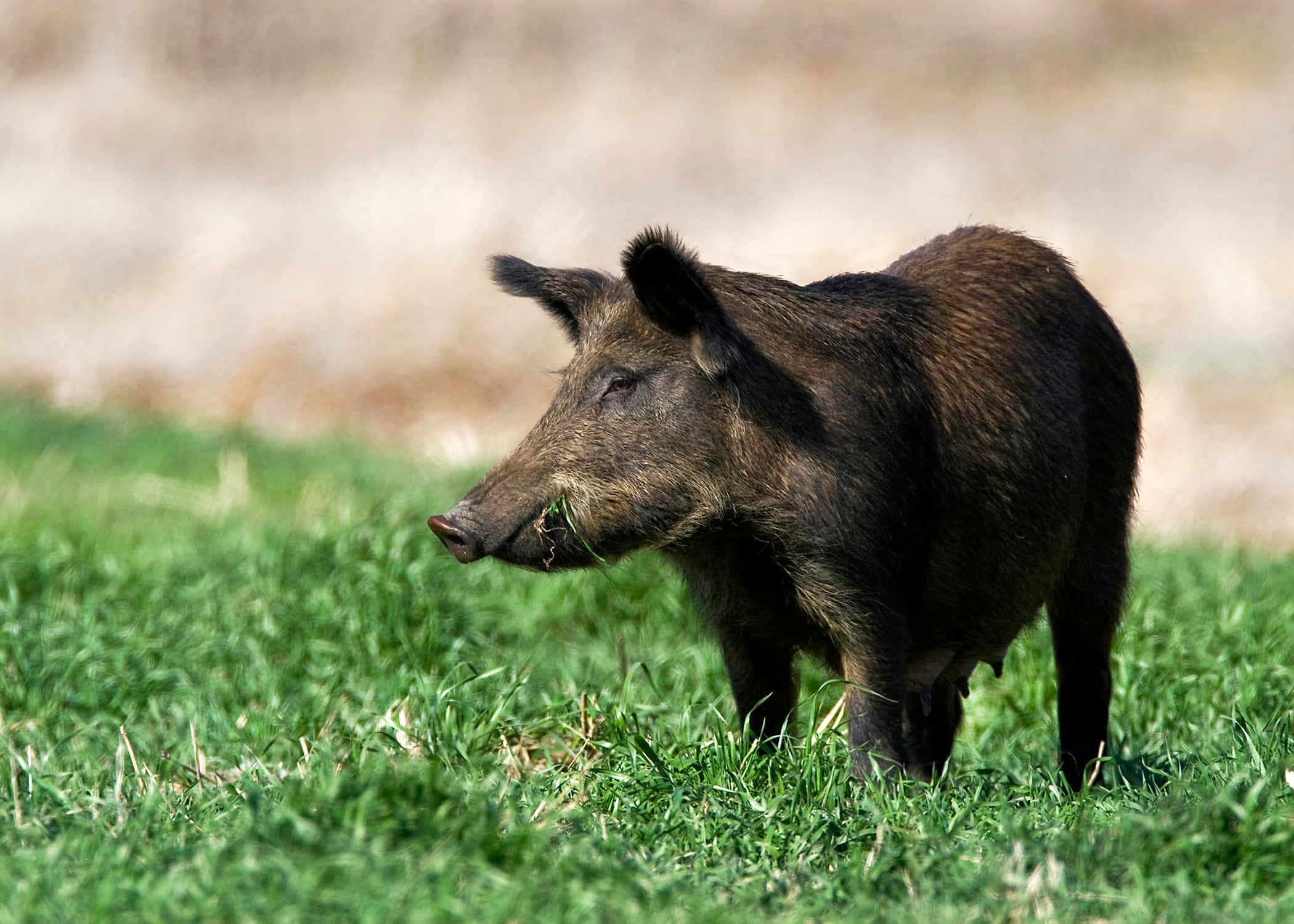 Wild Boar 桌布 壁紙 — 一頭毛色深黑粗糙的野豬在明亮的日光下，警覺地站在鮮綠的草地上。