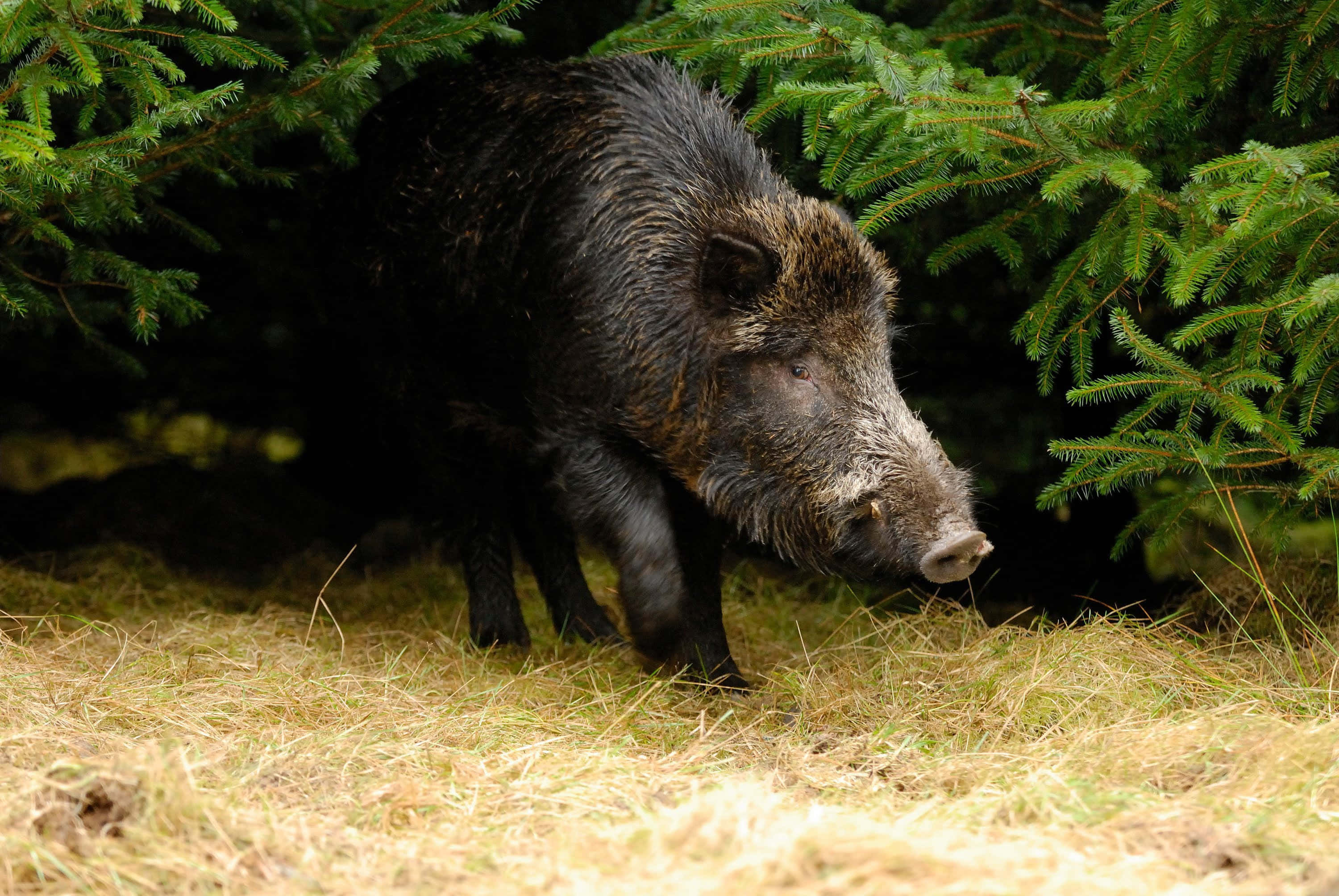 Wild Boar 桌布 壁紙 — 一頭毛色深黑粗糙的野豬在茂密綠色松枝下的陽光照射的乾草叢中警覺地站立。